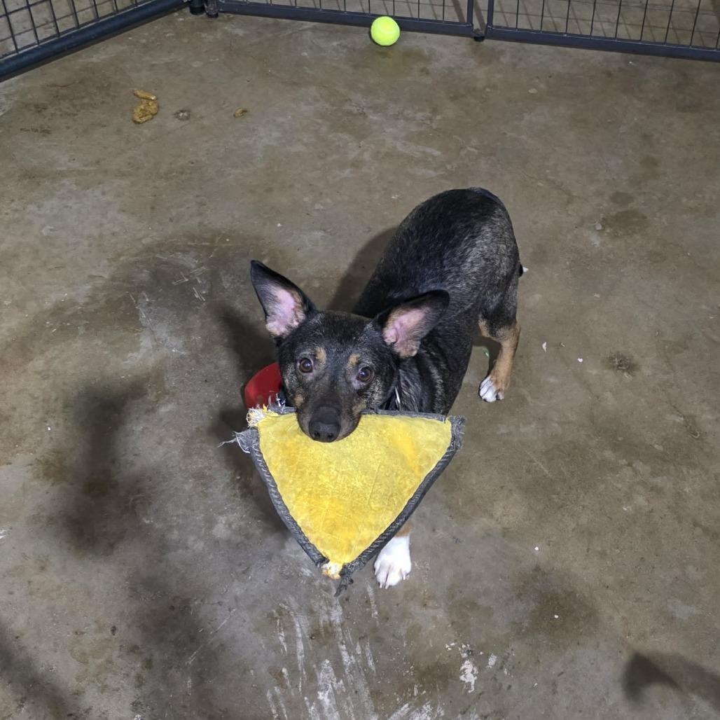 Challah, a Adoptable mixed breed in Amarillo, TX image 2/6