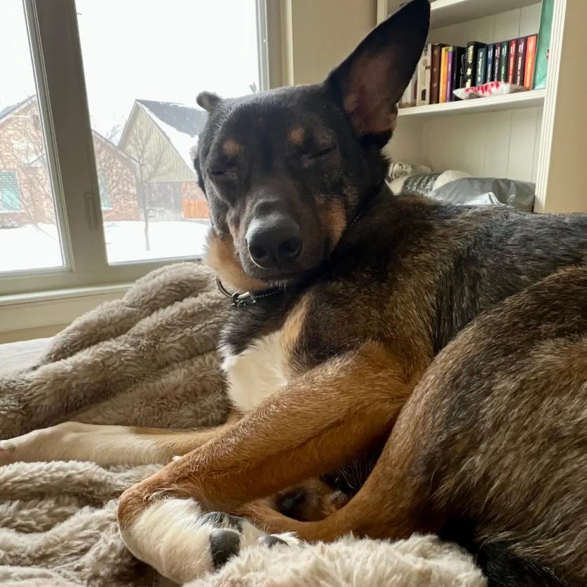 Challah, a Adoptable mixed breed in Amarillo, TX image 3/6