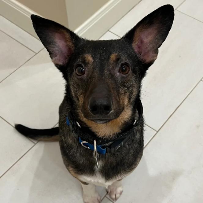 Challah, a Adoptable mixed breed in Amarillo, TX image 4/6