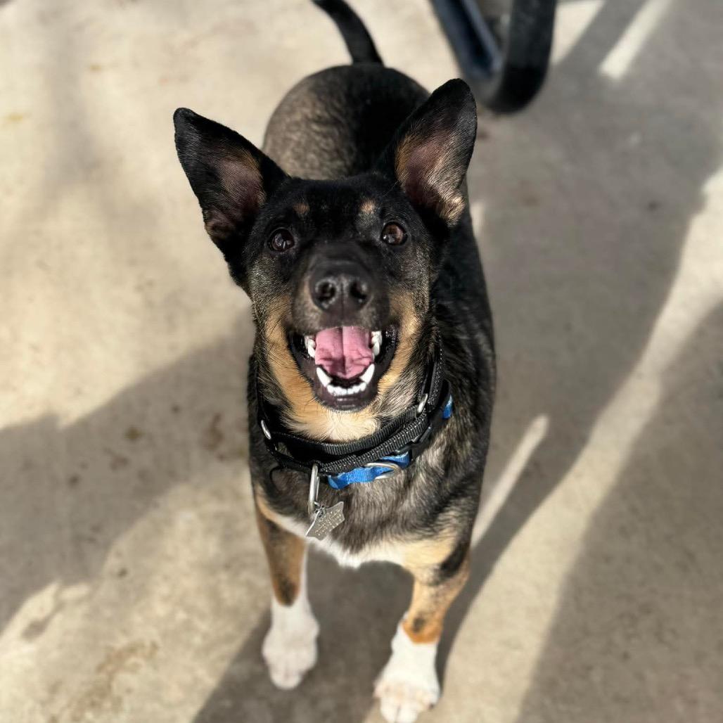Challah, a Adoptable mixed breed in Amarillo, TX image 5/6