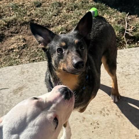 Challah, a Adoptable mixed breed in Amarillo, TX image 6/6