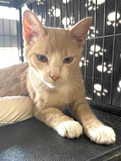 Popcorn, Adoptable, Kitten Male Domestic Short Hair & Domestic Short Hair.