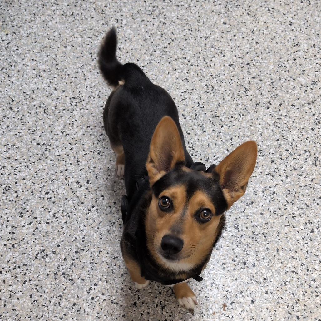 Enlarge Maximillian, a Adoptable mixed breed in Hattiesburg, MS image 1/1