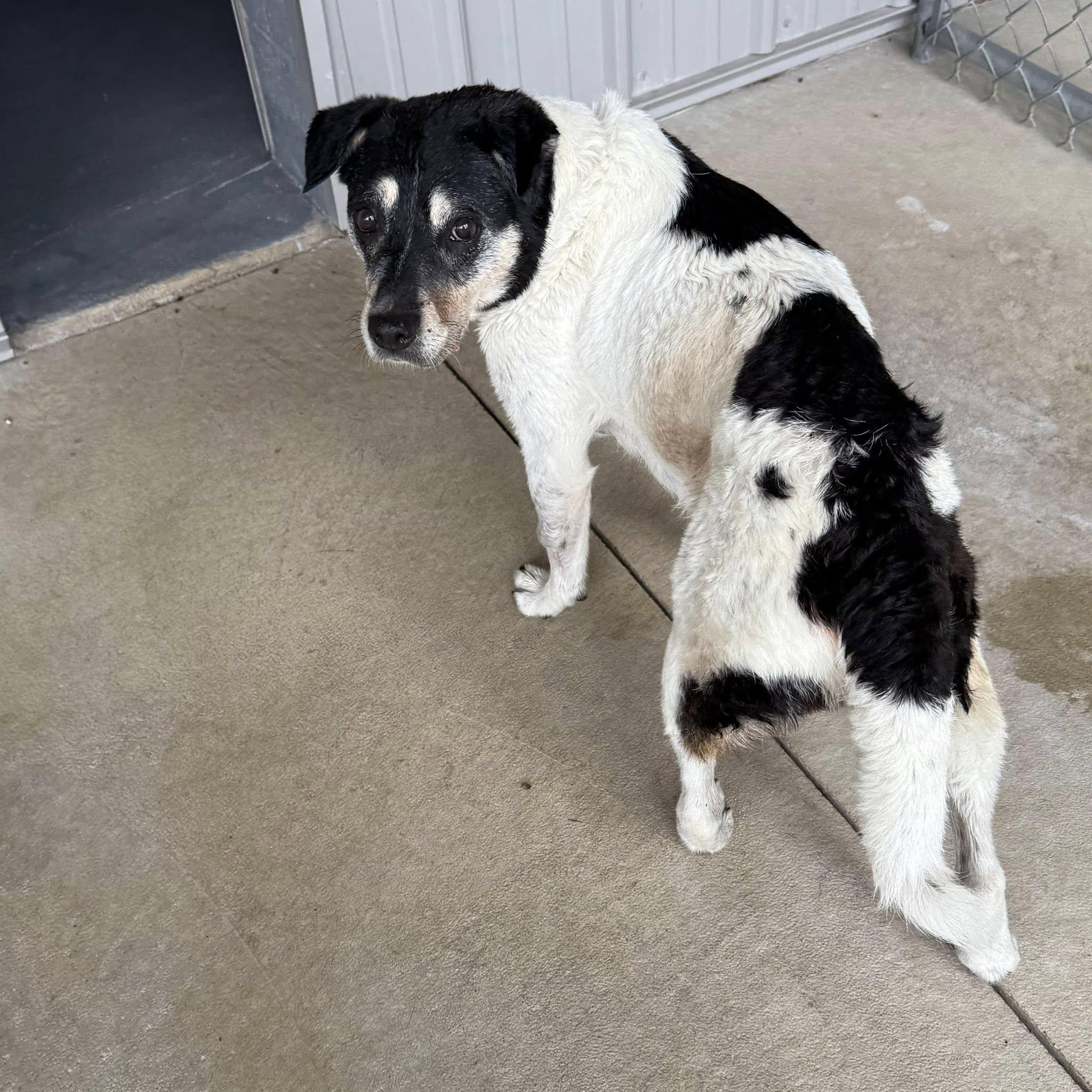 PRUDENCE, Senior Female unknown