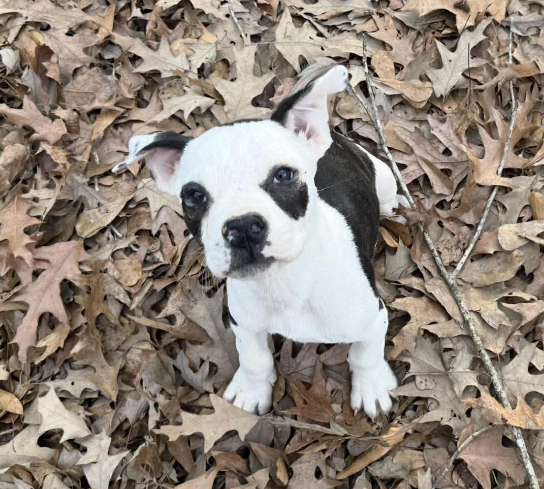 Enlarge Rome, a ADOPTABLE Mixed Breed in Northwood, NH image 5/5