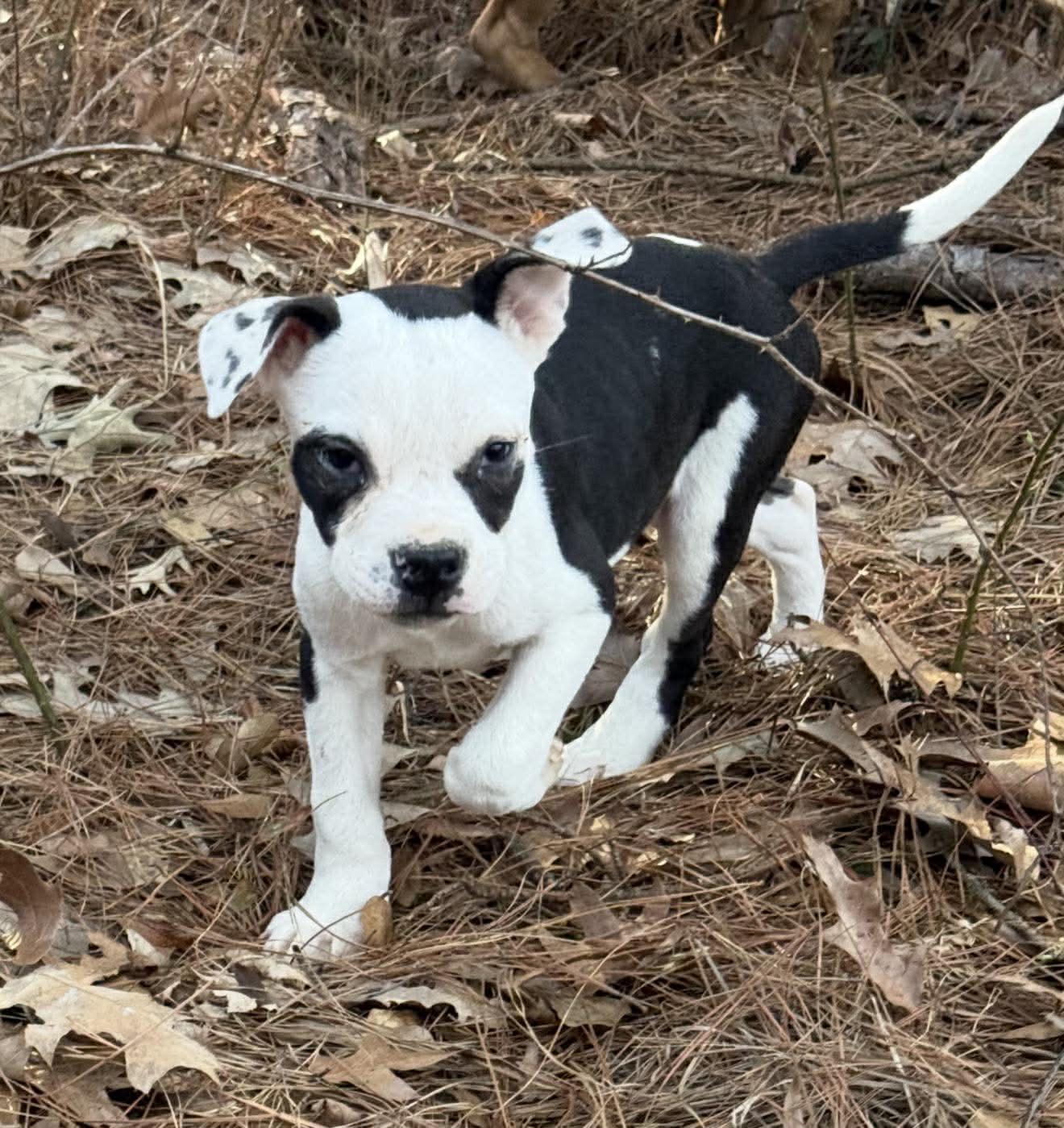 Enlarge Rome, a ADOPTABLE Mixed Breed in Northwood, NH image 2/5