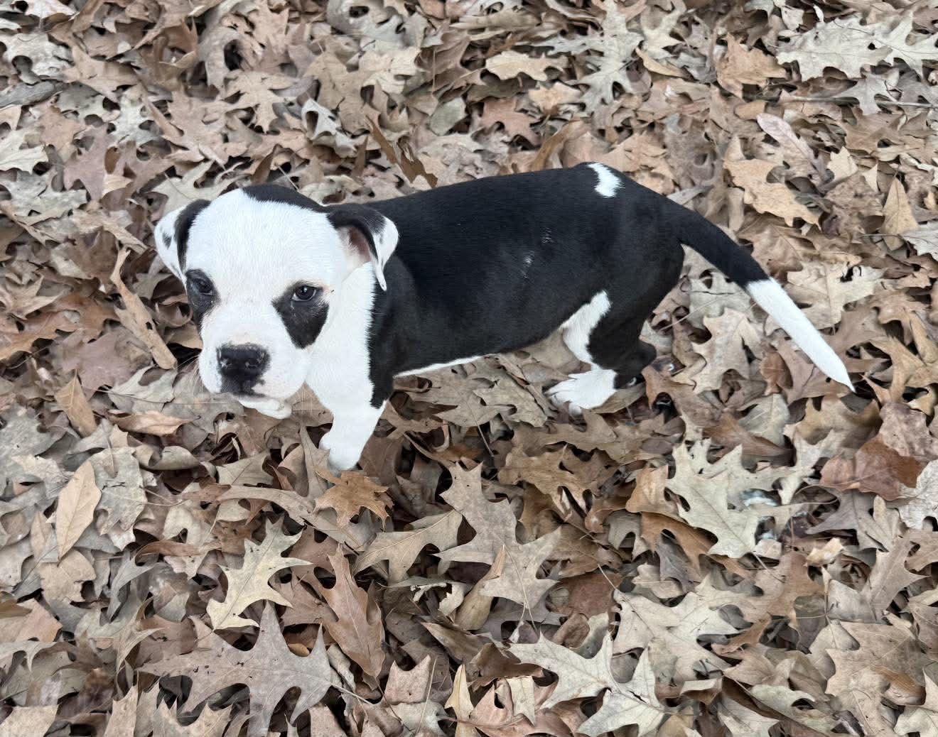 Enlarge Rome, a ADOPTABLE Mixed Breed in Northwood, NH image 4/5