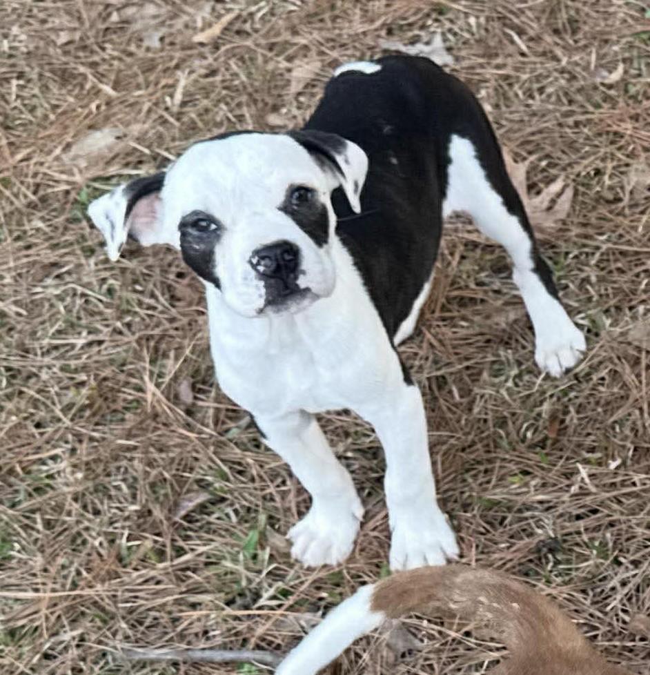 Rome, ADOPTABLE, Puppy Male Mixed Breed.