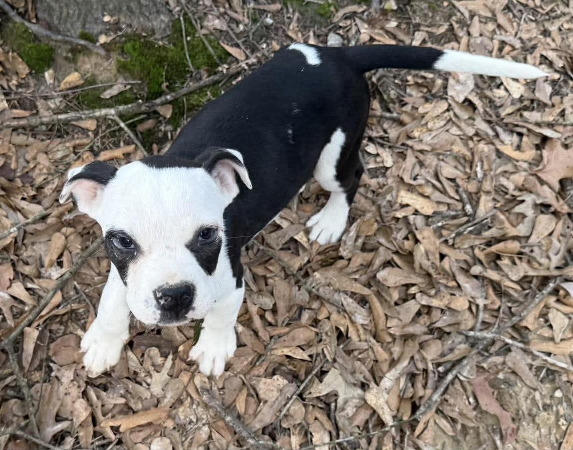 Enlarge Rome, a ADOPTABLE Mixed Breed in Northwood, NH image 3/5