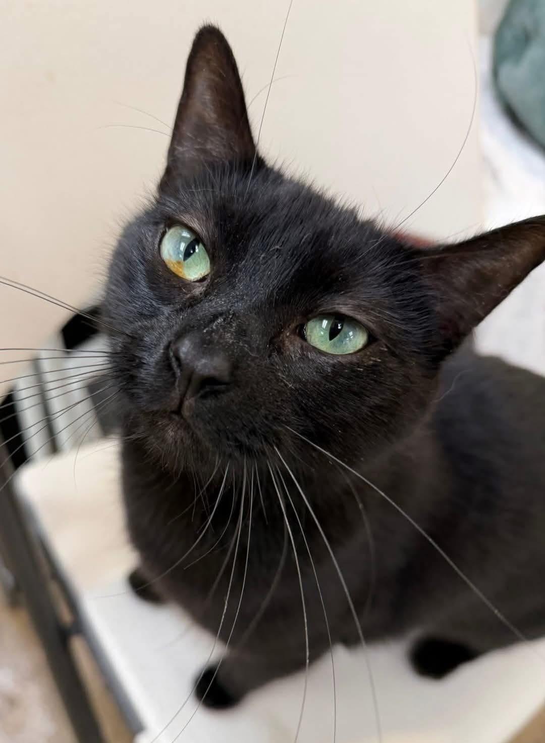 Niko, ADOPTABLE, Young Male Domestic Short Hair.