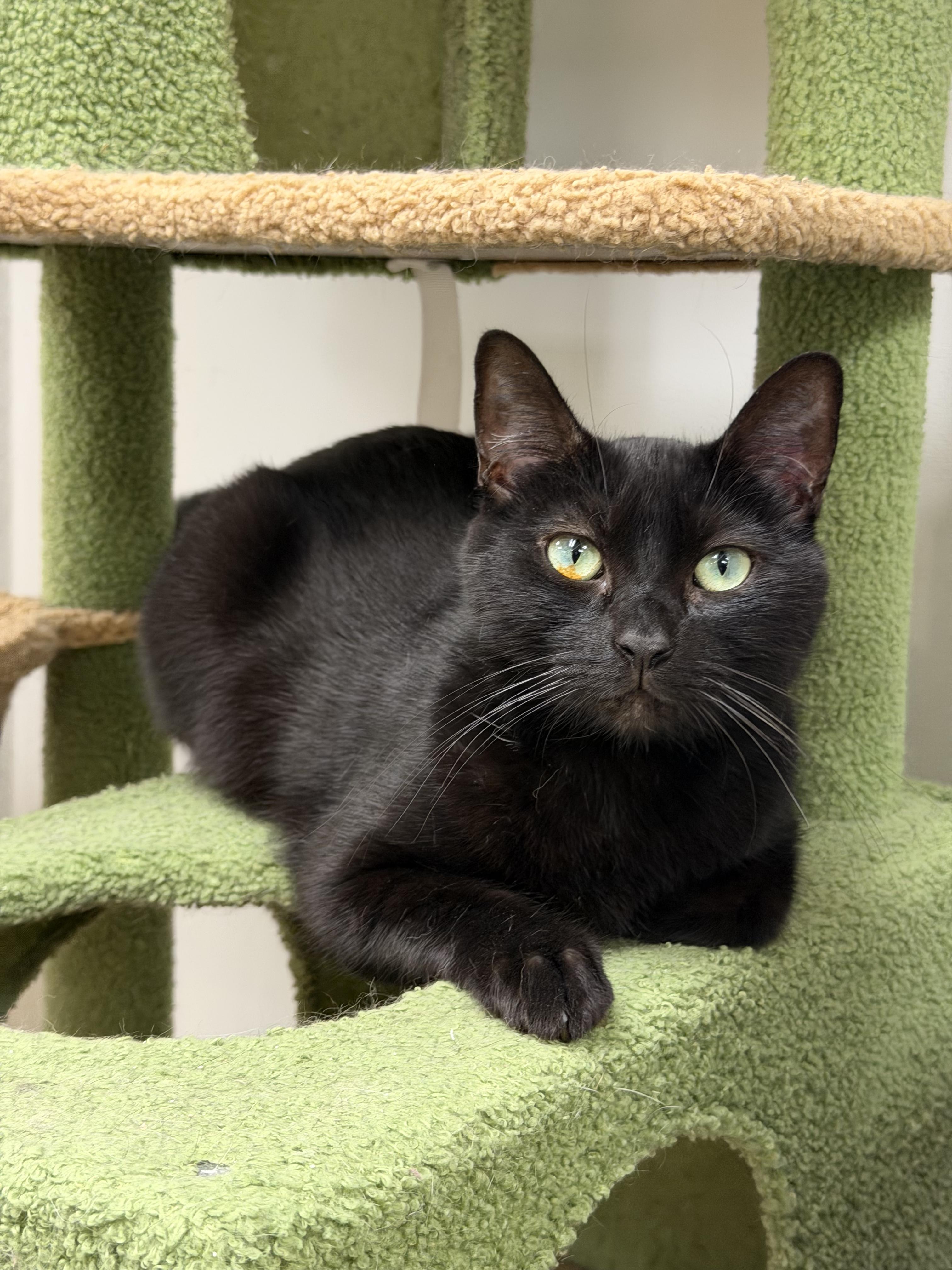 Niko, ADOPTABLE, Young Male Domestic Short Hair.