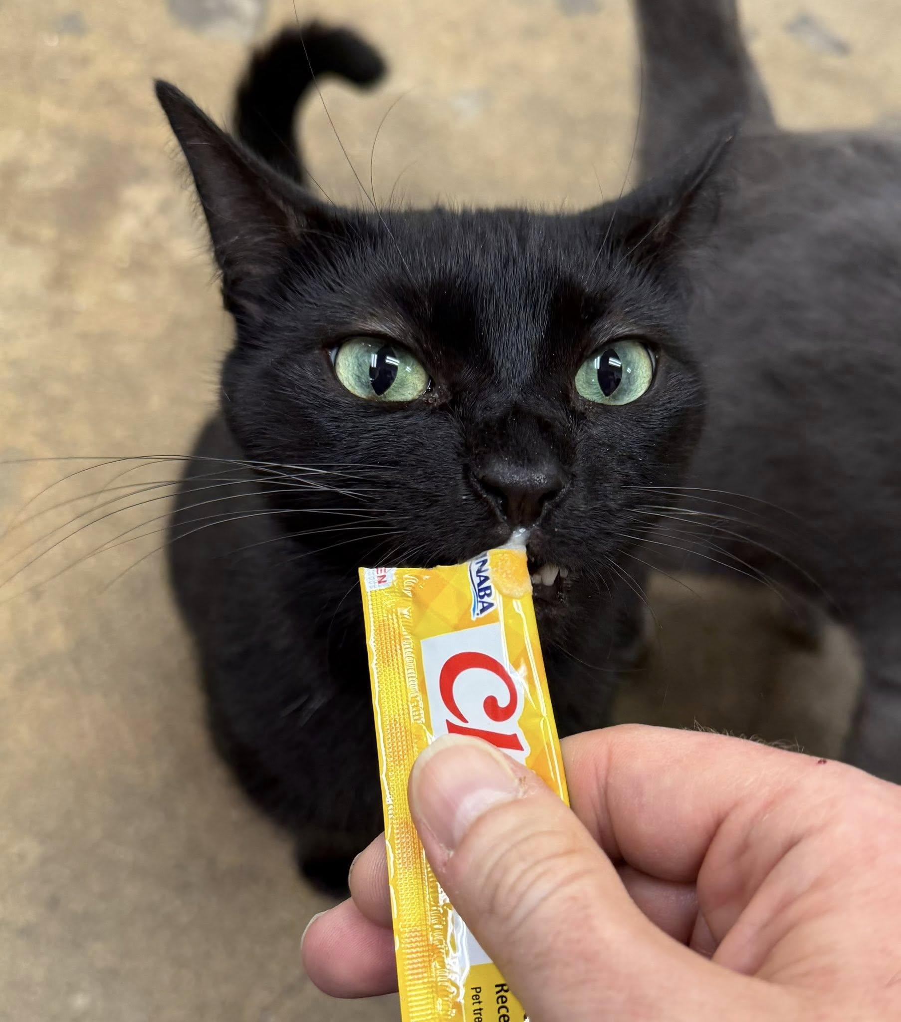 Enlarge Niko, a ADOPTABLE Domestic Short Hair in Manhattan Beach, CA image 3/3