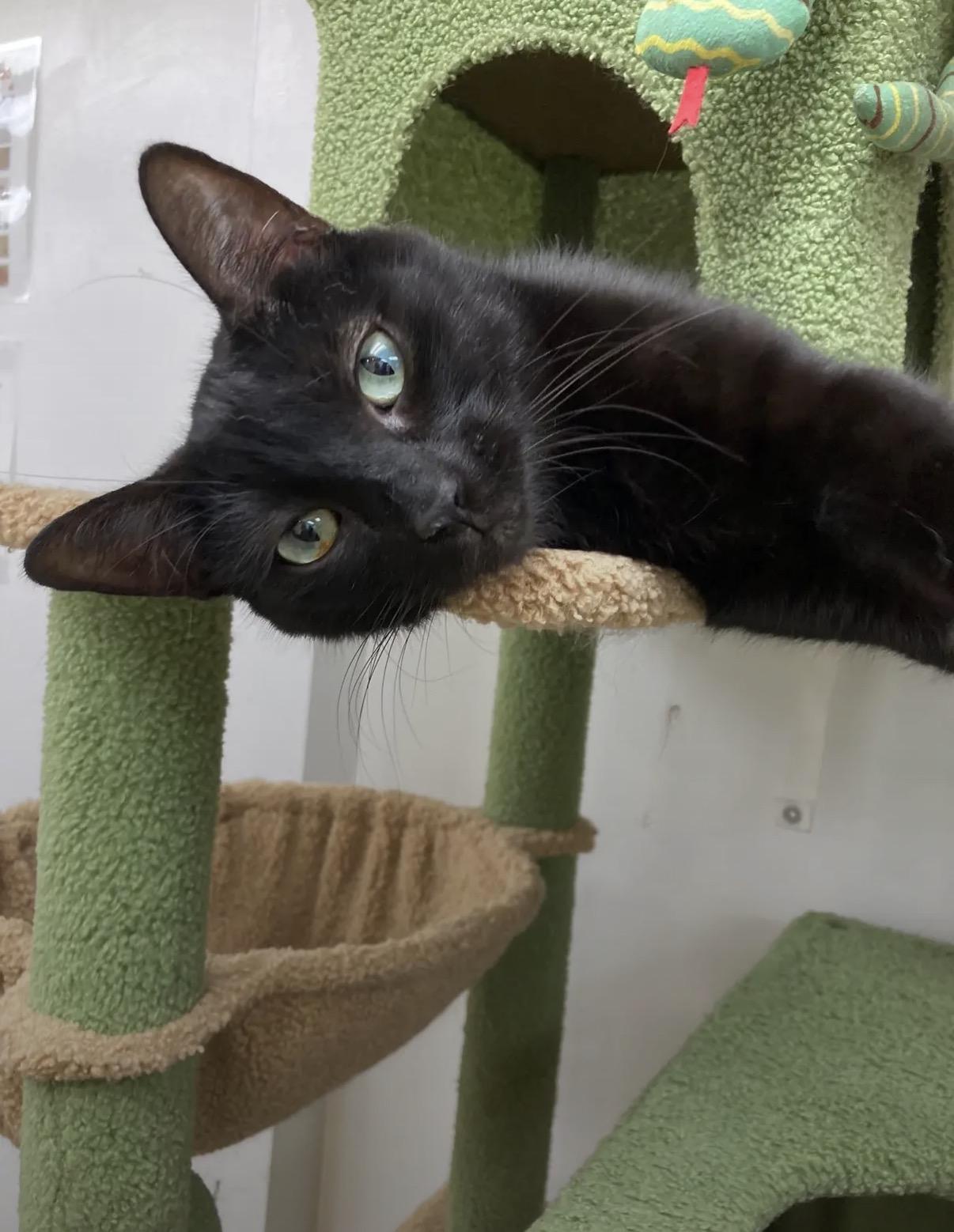 Enlarge Niko, a ADOPTABLE Domestic Short Hair in Manhattan Beach, CA image 2/4