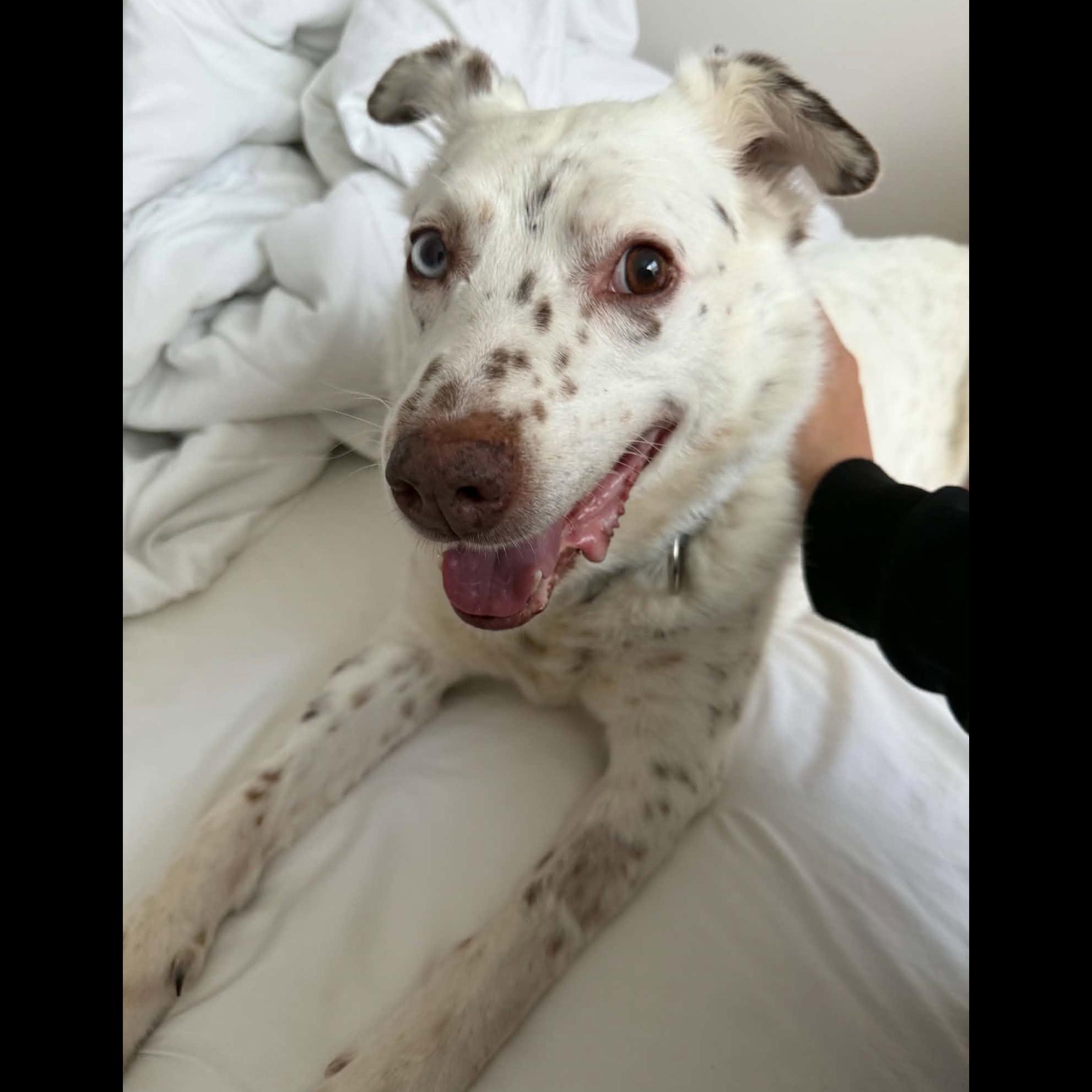 Enlarge Mumbles: Adopt or Forever Foster, a Adoptable mixed breed in Rochester, NY image 2/6