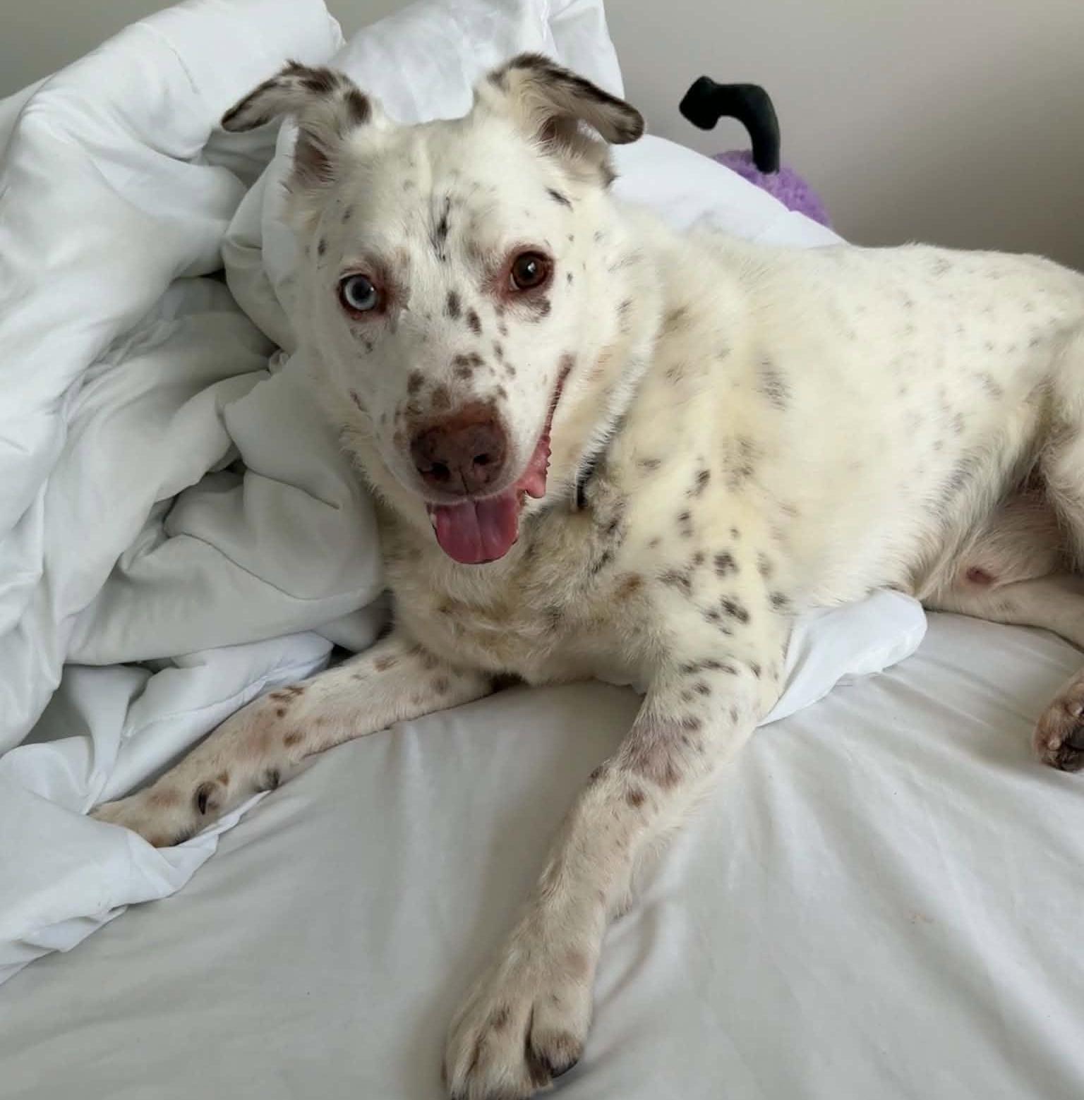 Enlarge Mumbles: Adopt or Forever Foster, a Adoptable mixed breed in Rochester, NY image 4/6