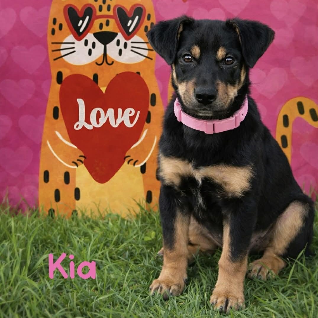 Kia, ADOPTABLE, Puppy Female Labrador Retriever & Australian Kelpie.