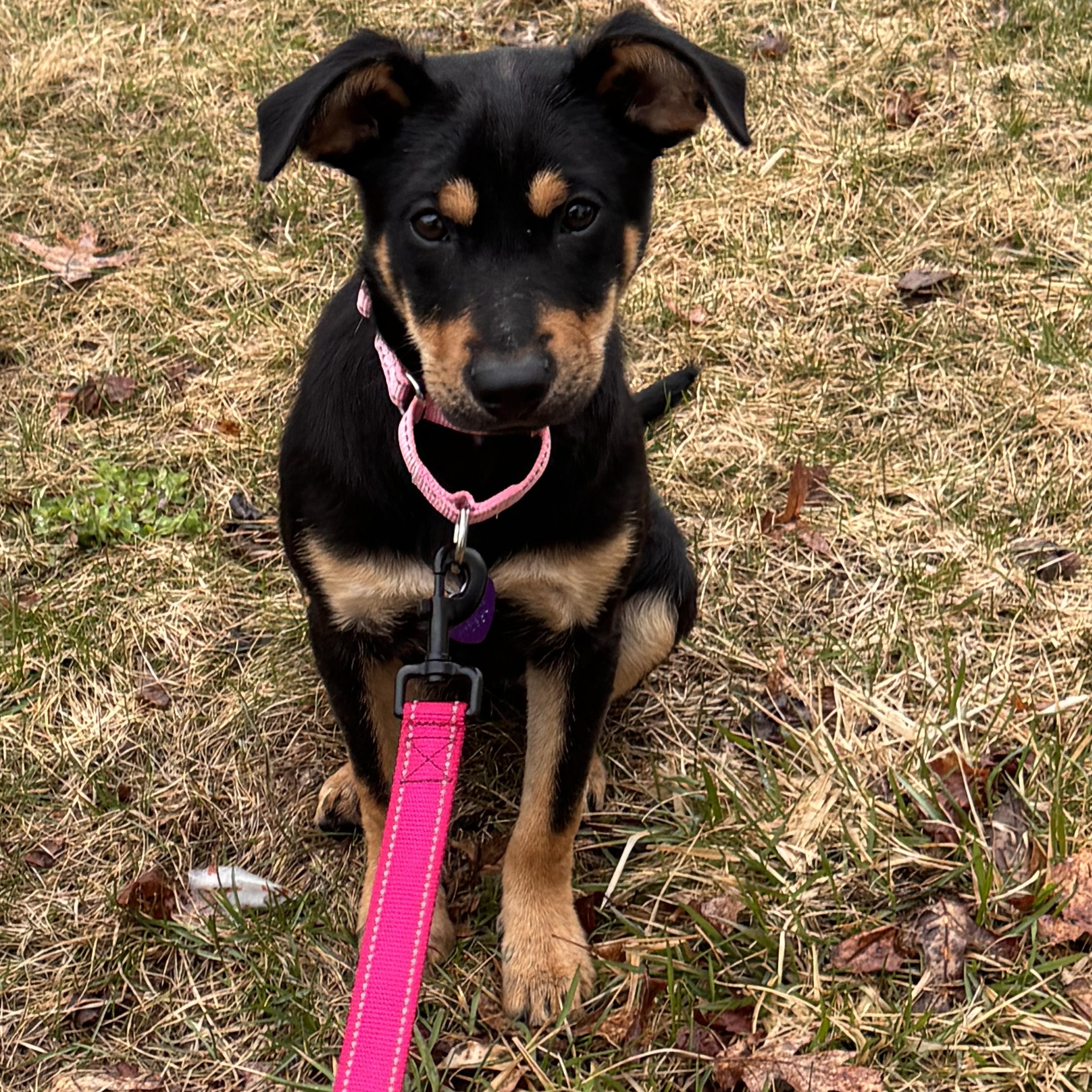 Enlarge Kia, a ADOPTABLE mixed breed in Cheshire, CT image 2/6