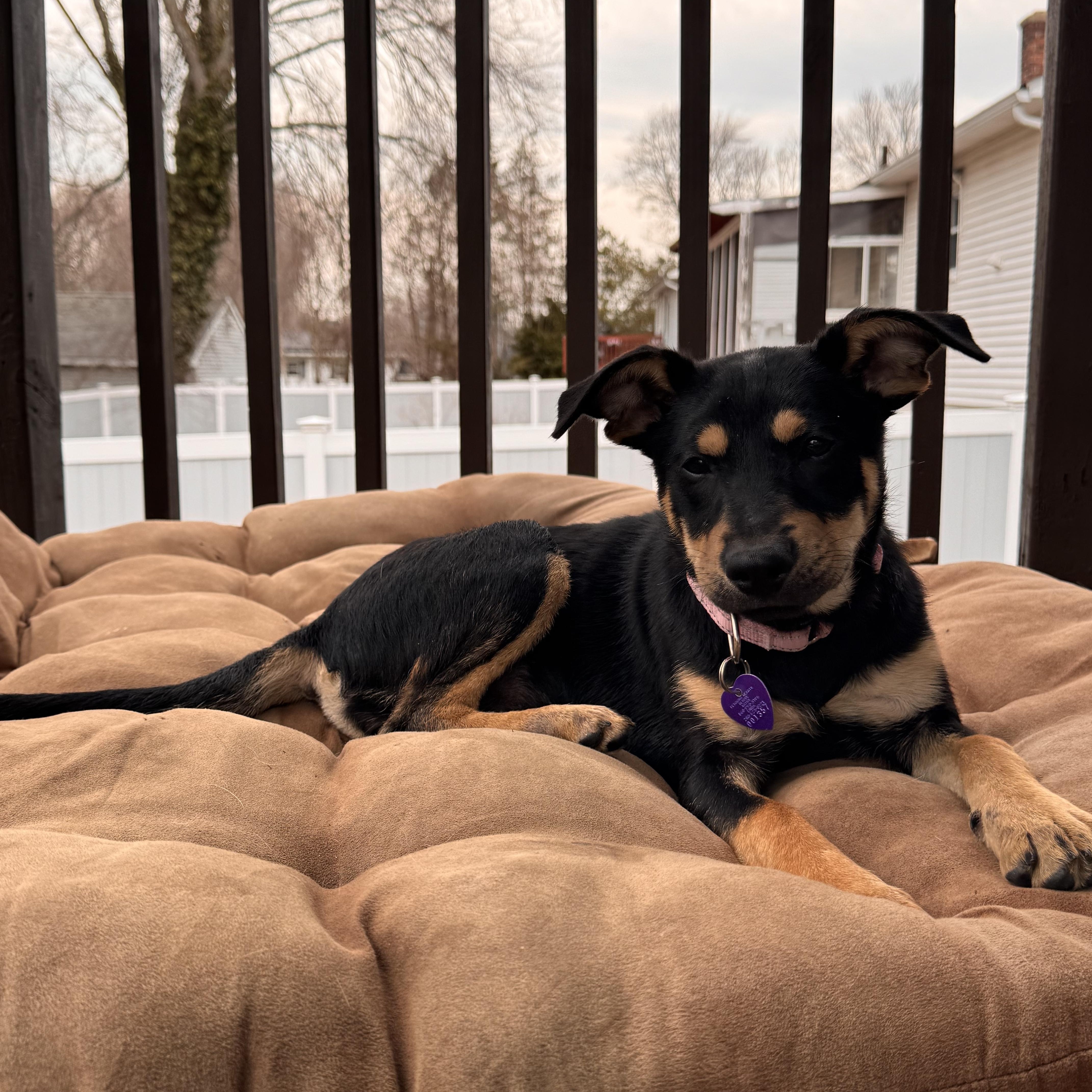 Kia, an adoptable mixed breed in Cheshire, CT image 3/6