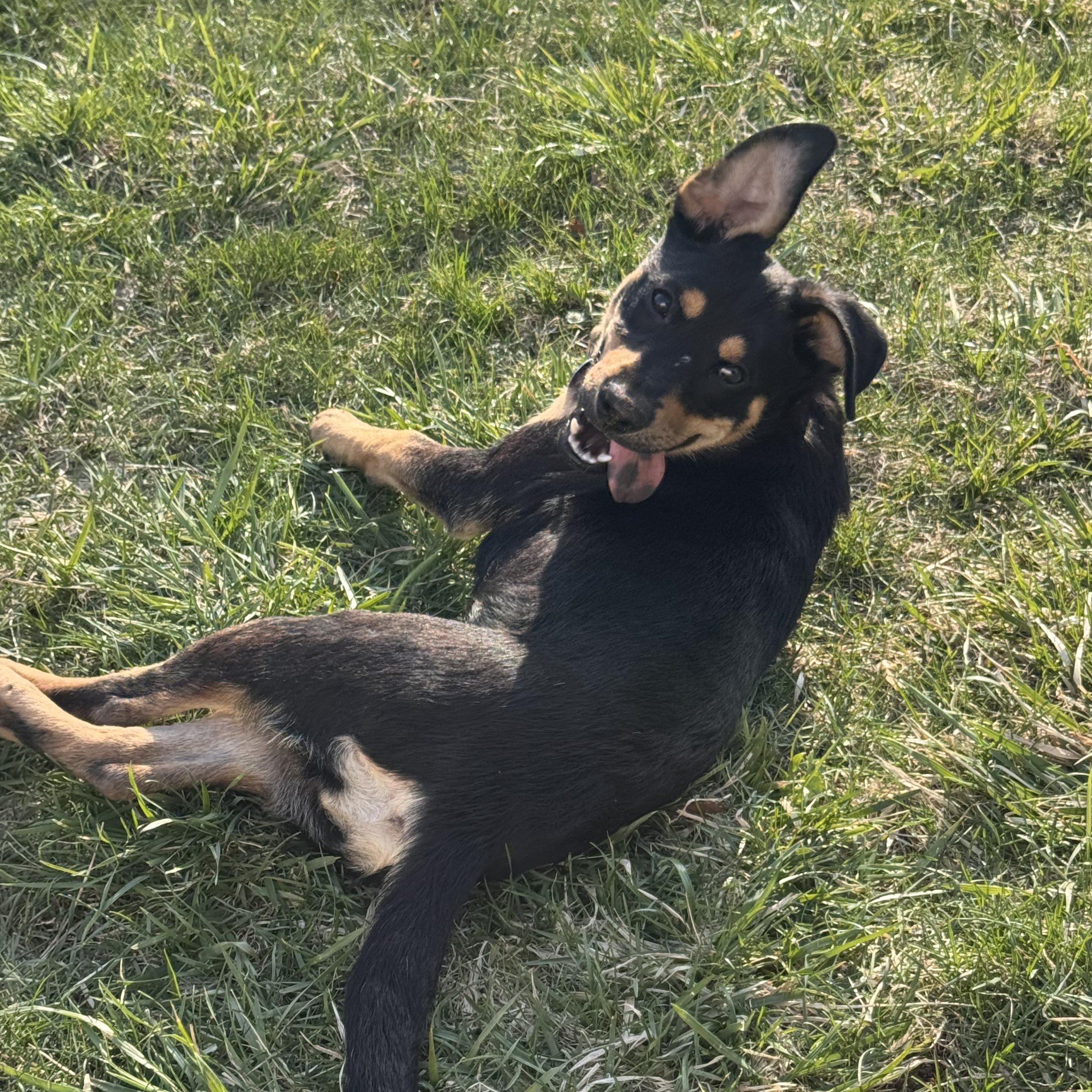 Kia, an adoptable mixed breed in Unionville, CT image 3/6