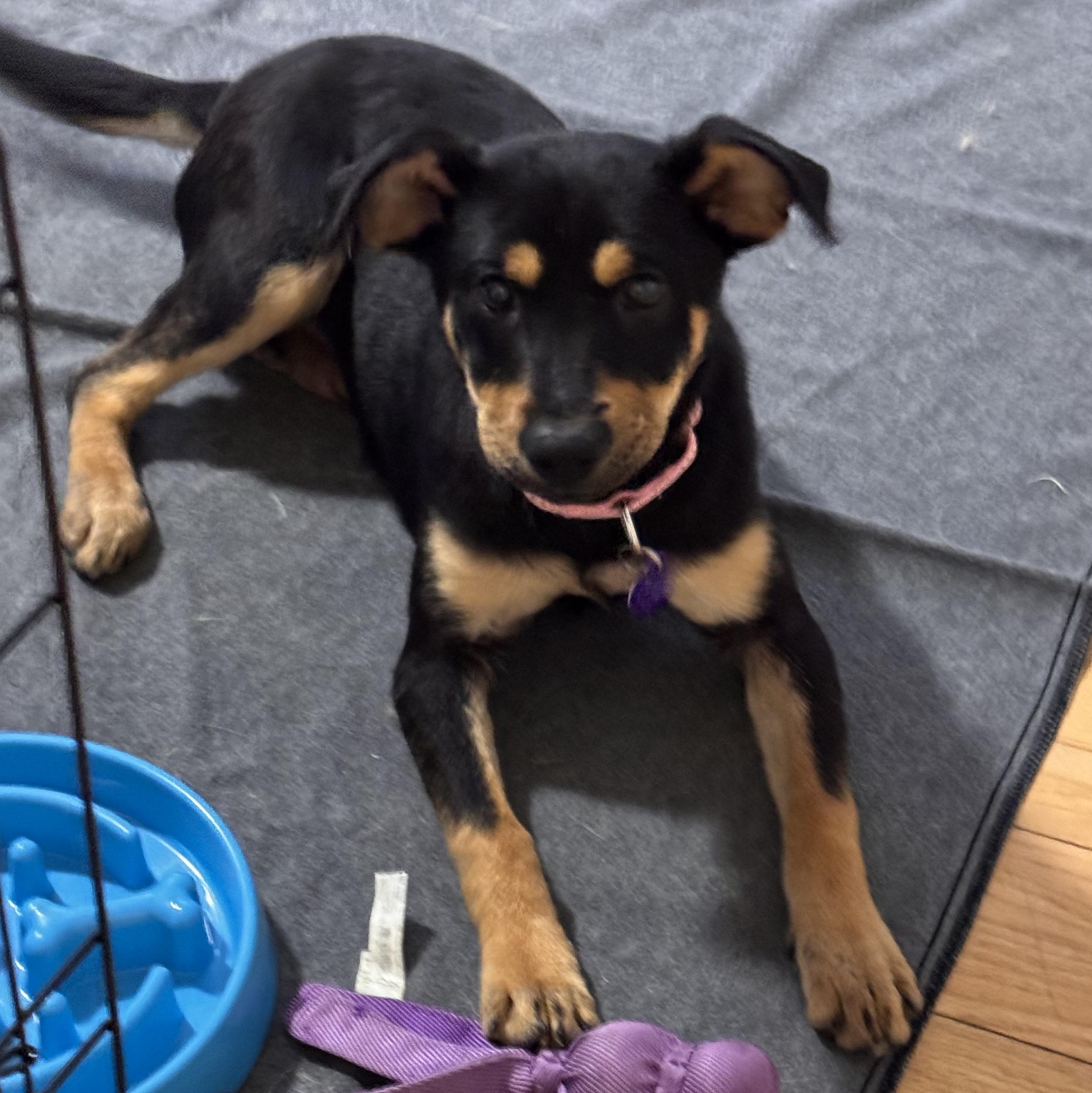 Kia, ADOPTABLE, Puppy Female Labrador Retriever & Shepherd.