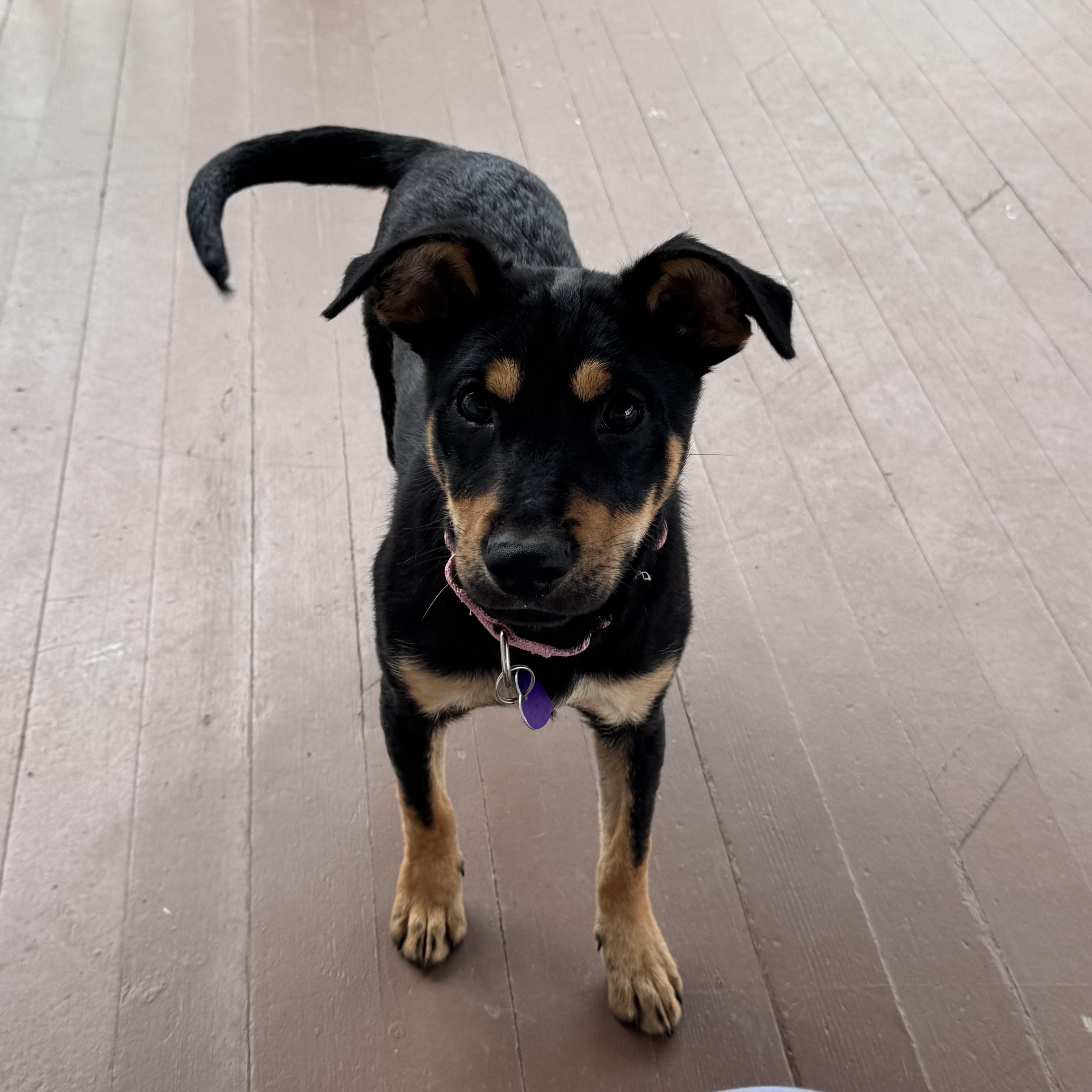 Kia, an adoptable mixed breed in Cheshire, CT image 1/6