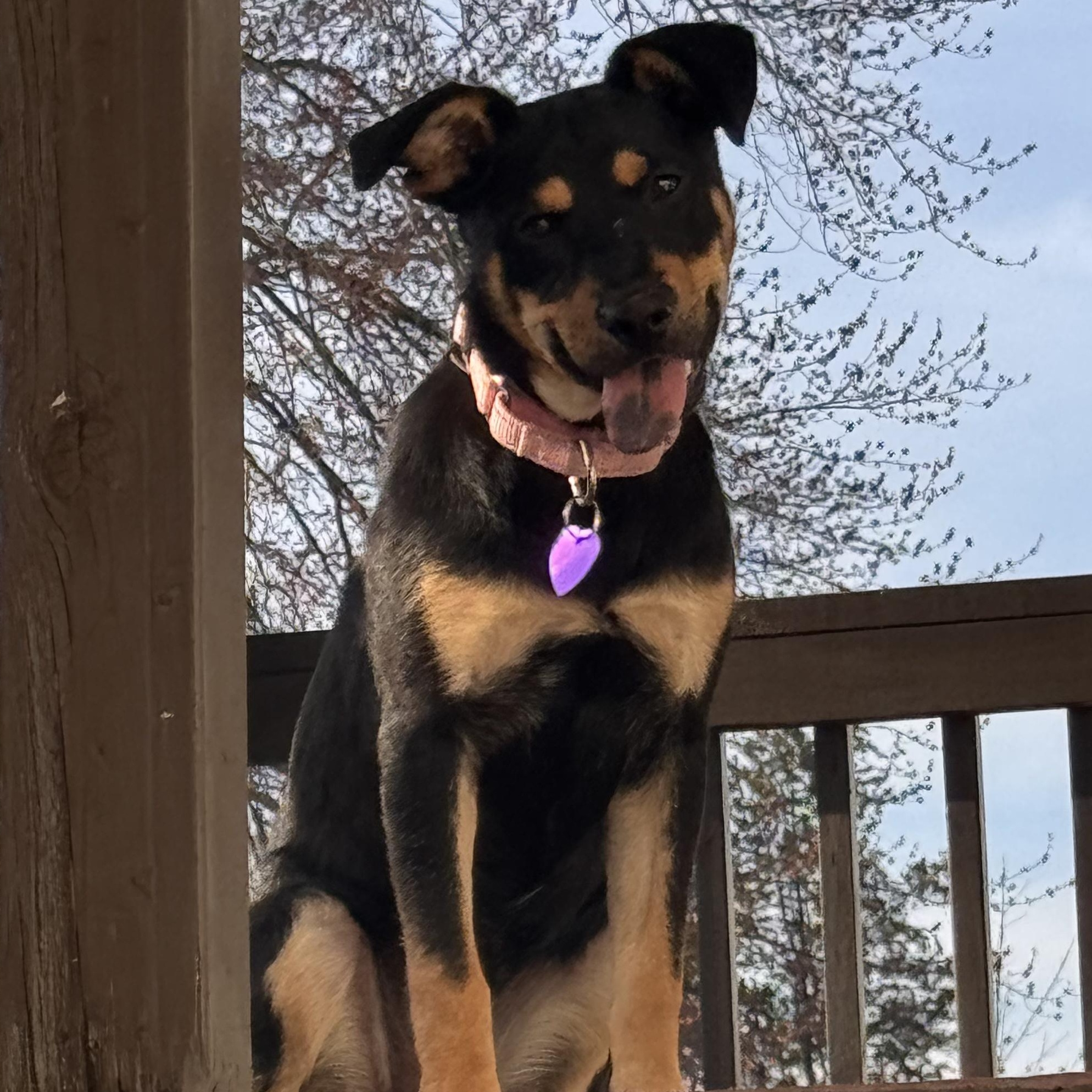 Kia, adoptable, Young Female Labrador Retriever & Shepherd.