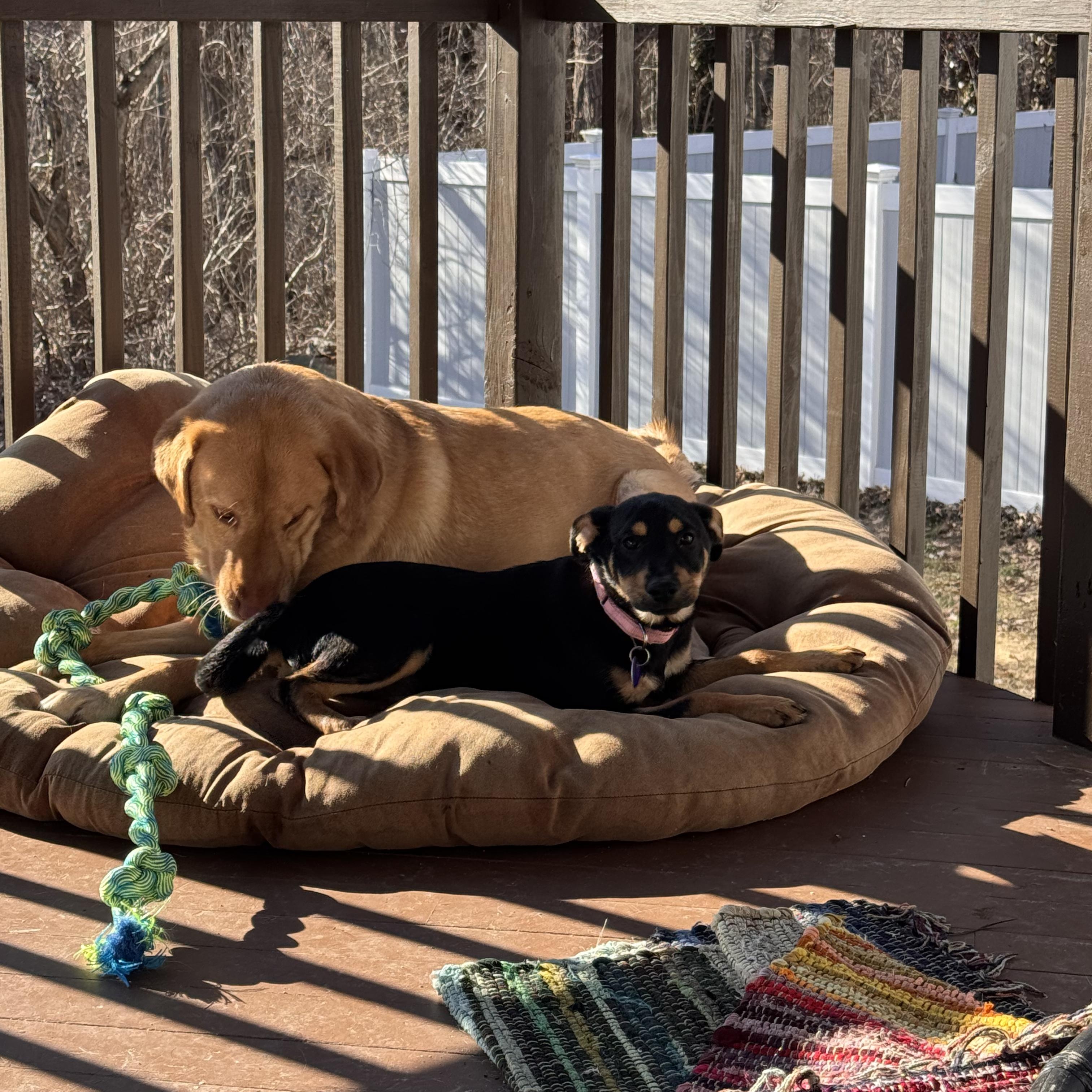 Enlarge Kia, a ADOPTABLE mixed breed in Cheshire, CT image 6/6