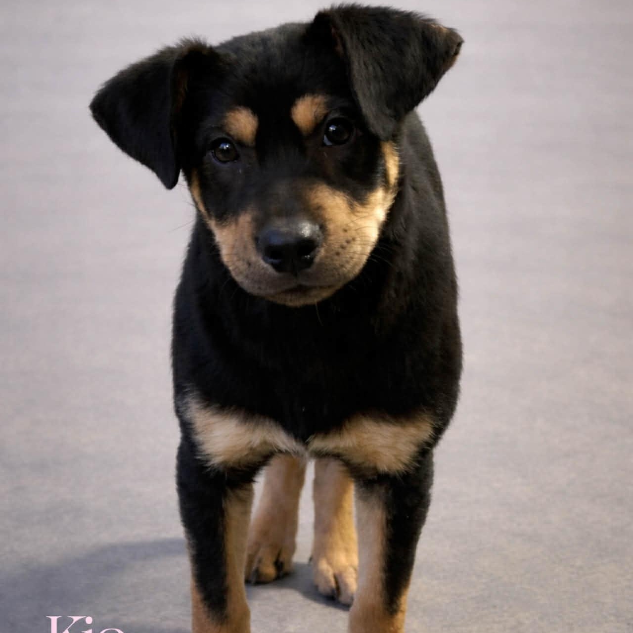 Enlarge Kia, a ADOPTABLE mixed breed in Granby, CT image 2/3