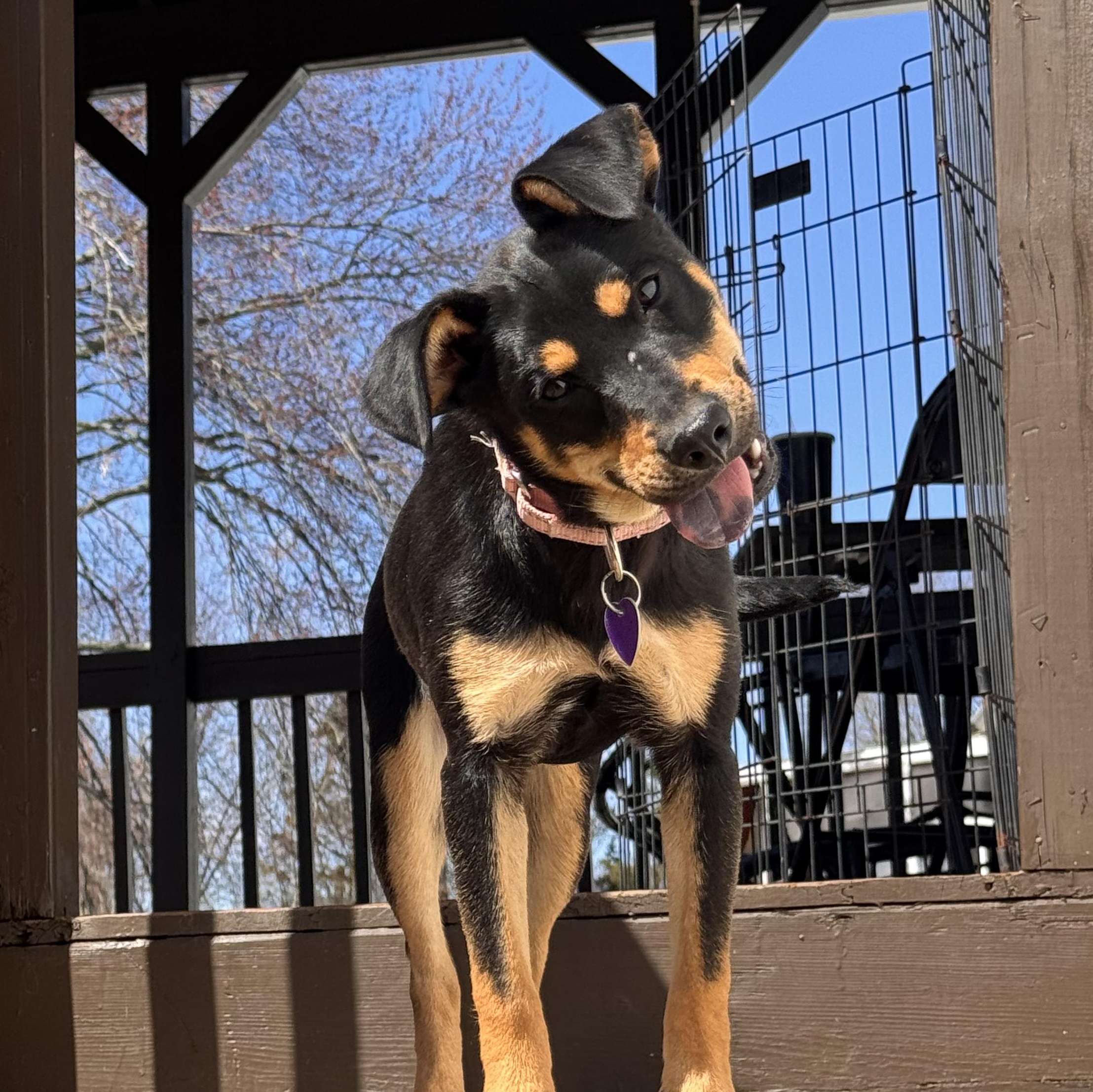 Kia, adoptable, Young Female Rottweiler & Australian Kelpie.