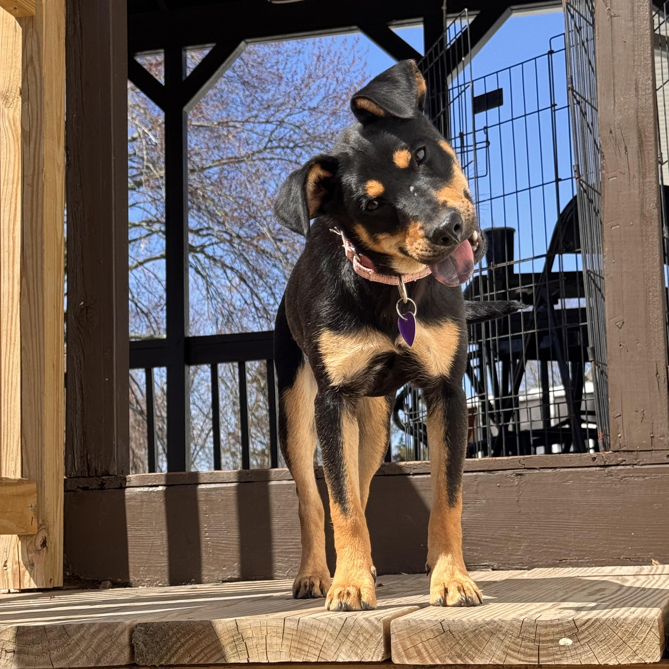 Kia, an adoptable mixed breed in Unionville, CT image 2/6