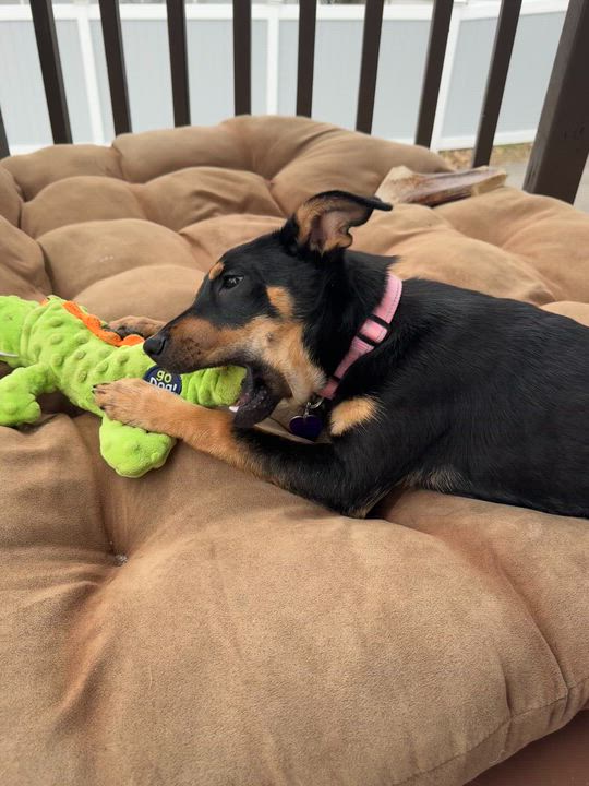 Enlarge Kia, an adoptable mixed breed in Cheshire, CT video 6/6