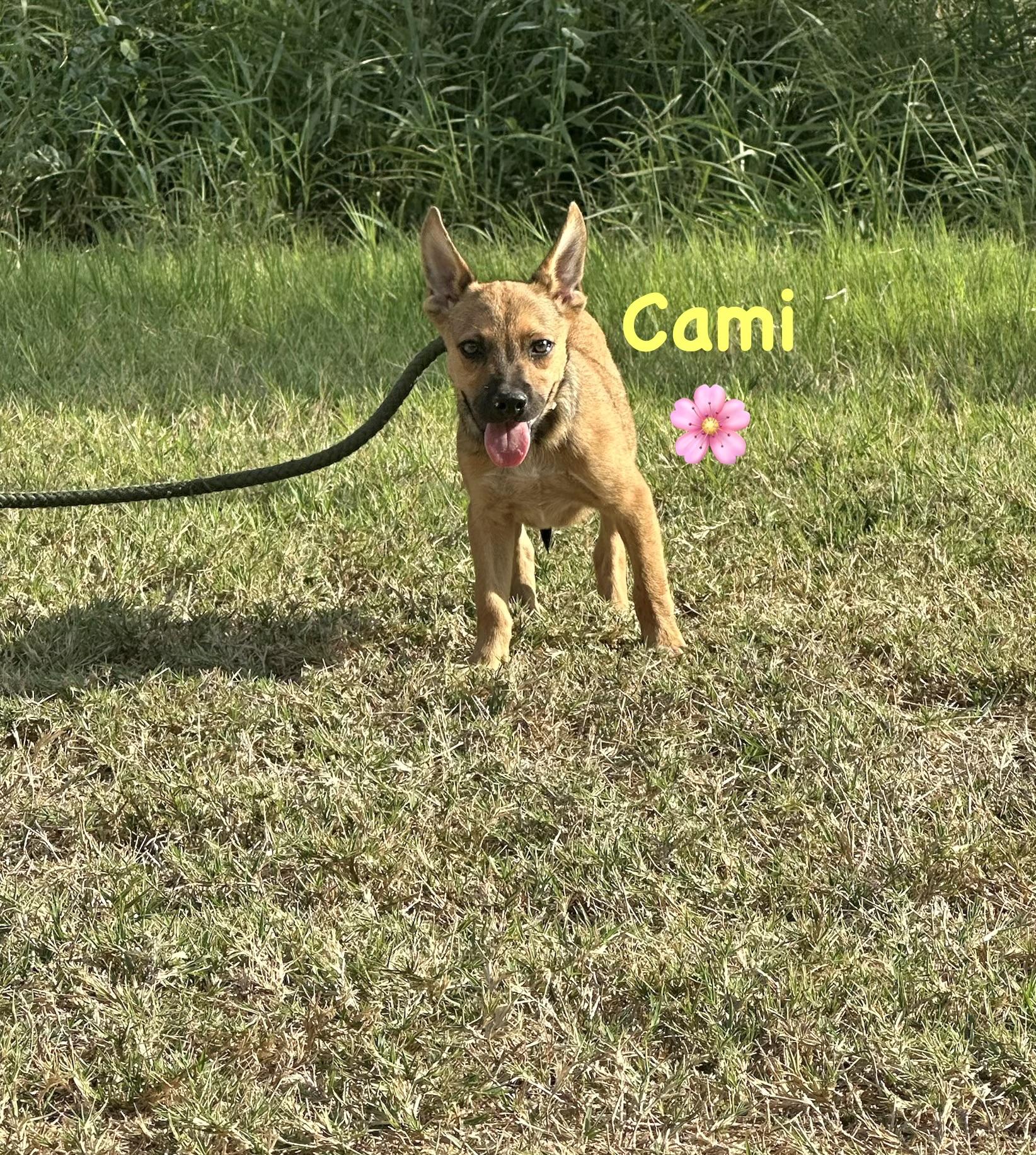Enlarge Cami, a Adoptable mixed breed in West Islip, NY image 4/5