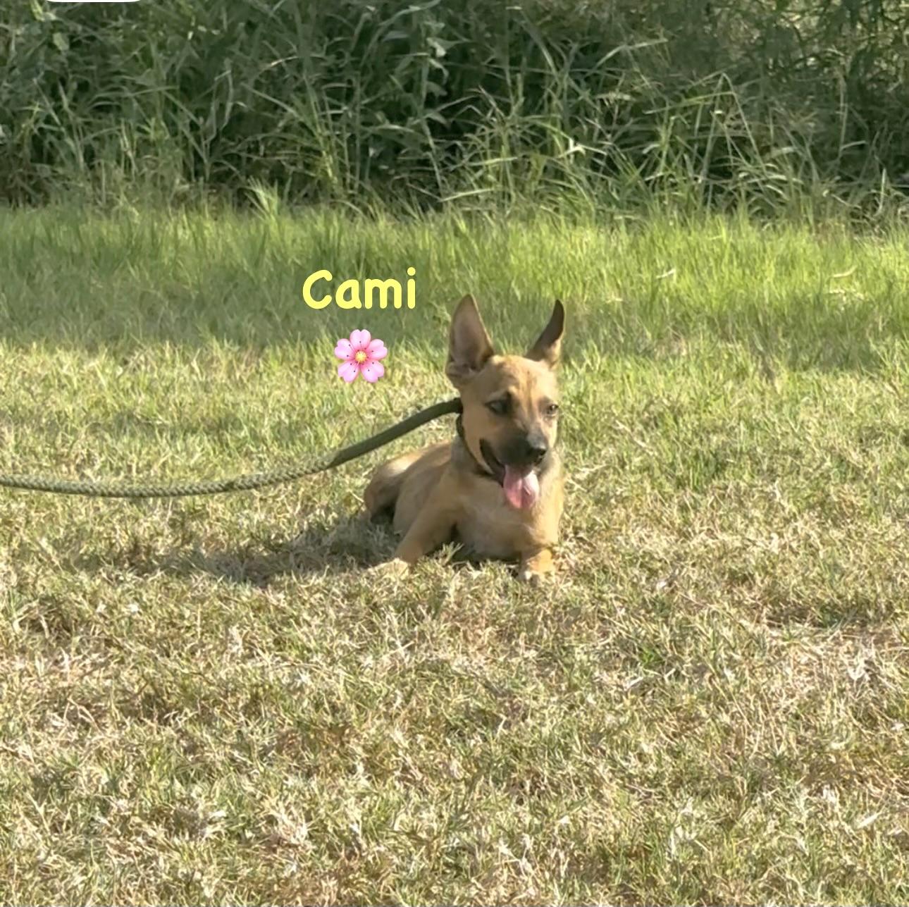 Enlarge Cami, a Adoptable mixed breed in West Islip, NY image 3/5