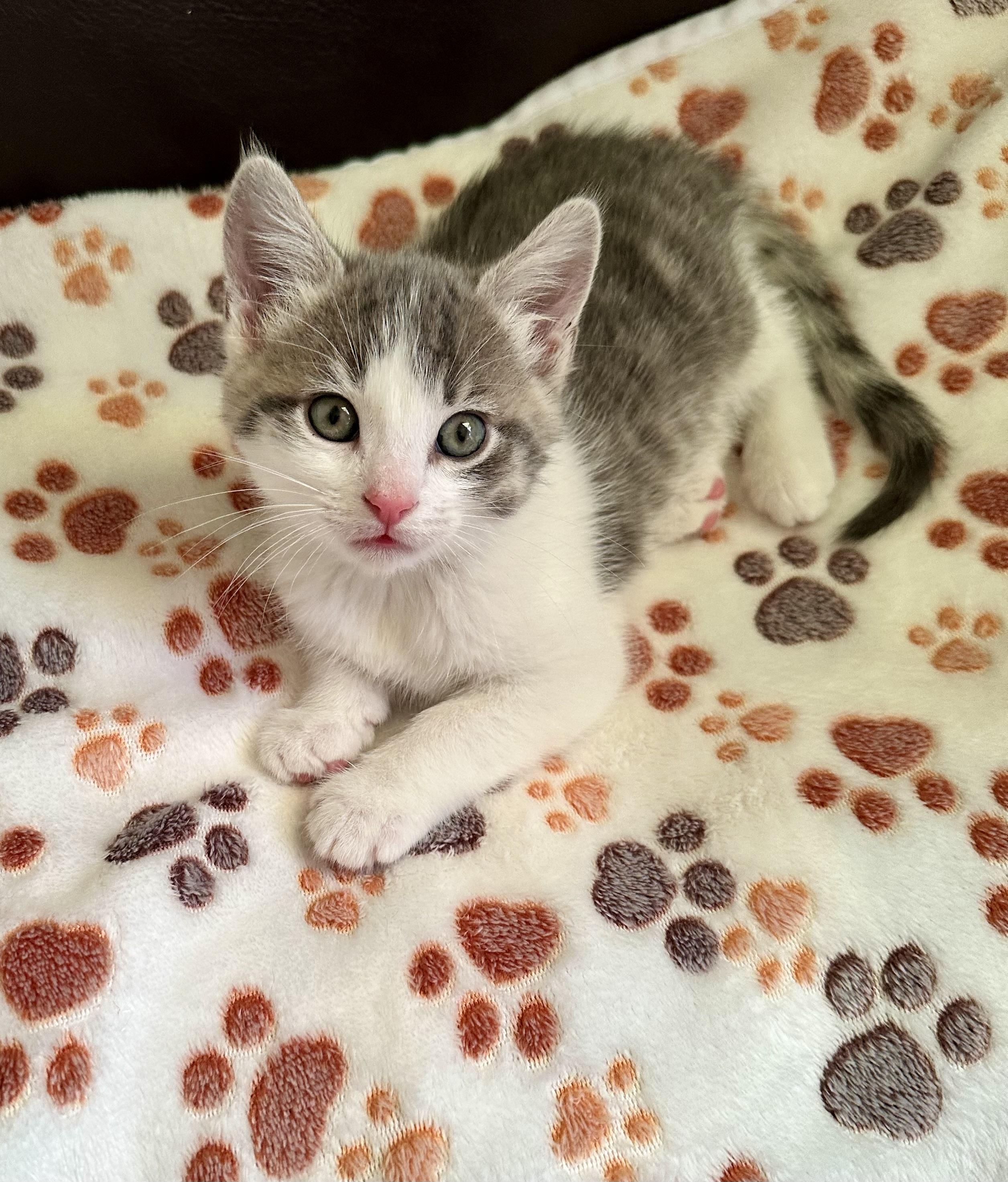 Monte, a Adopted mixed breed in Dixon, CA image 6/6