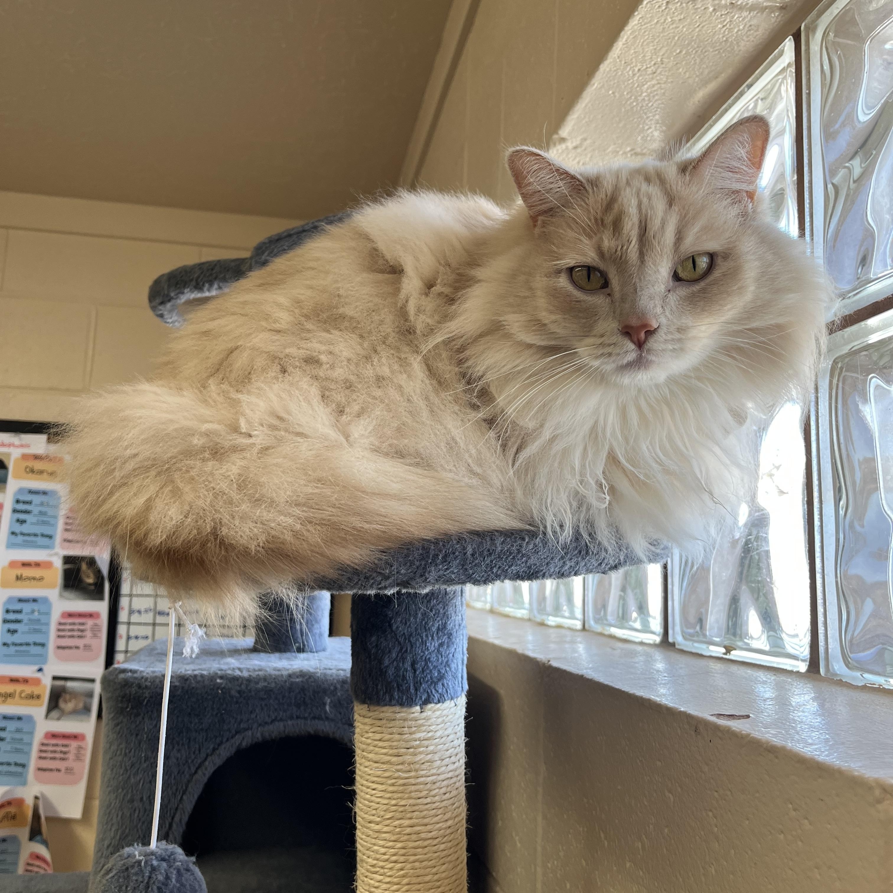Enlarge Angel Cake, an adopted Domestic Long Hair in Washington, UT image 1/1