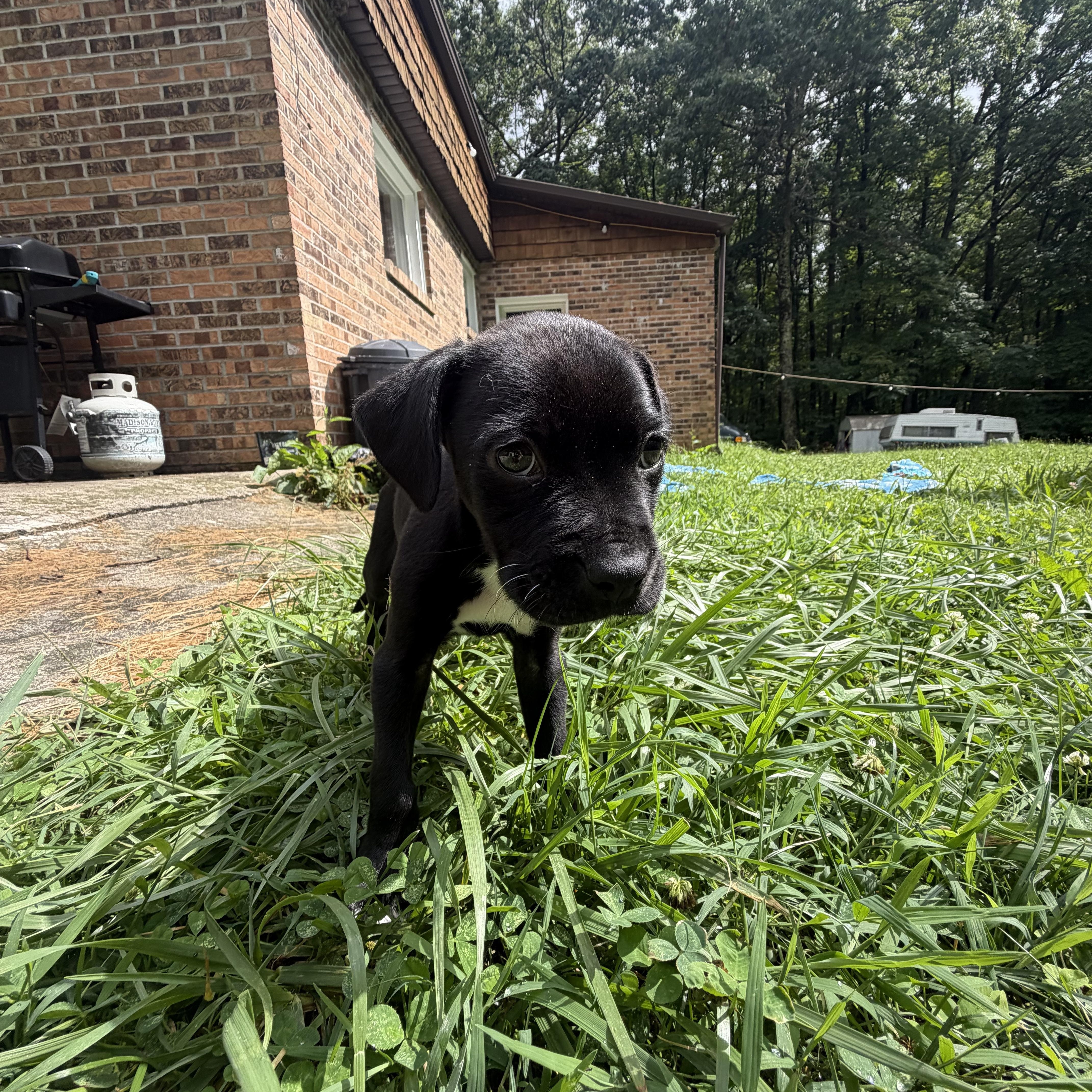 Enlarge Darryl, a Adopted mixed breed in Hico, WV image 3/5