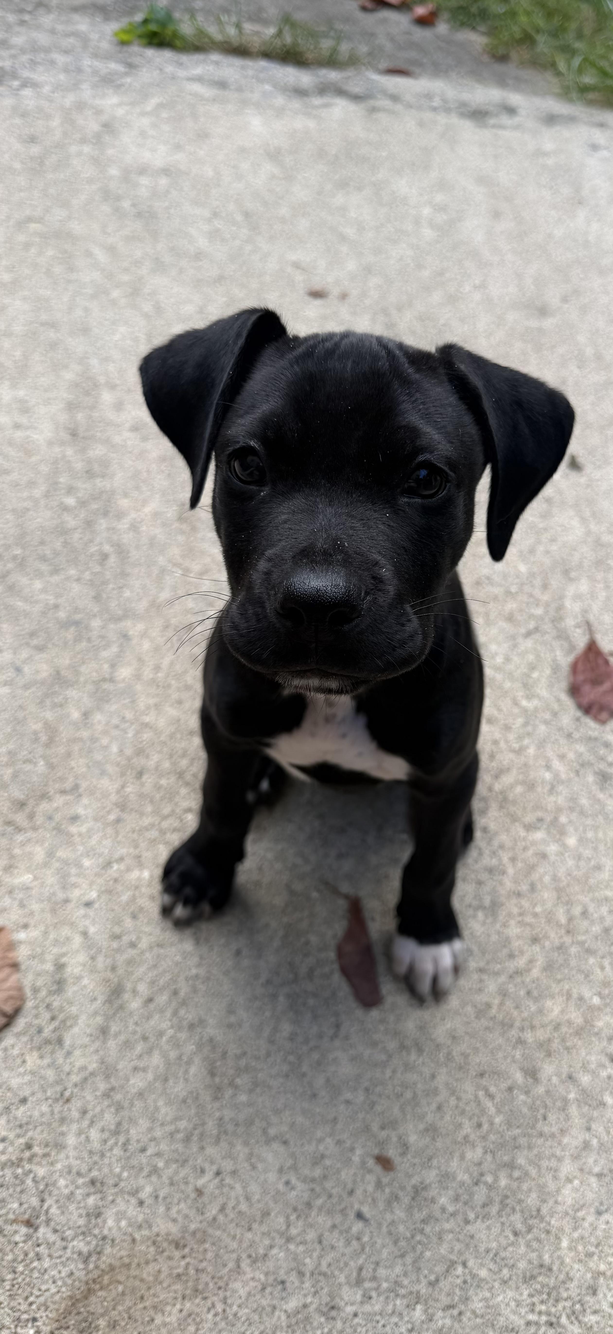 Darryl, Adopted, Puppy Male Boxer & Labrador Retriever.