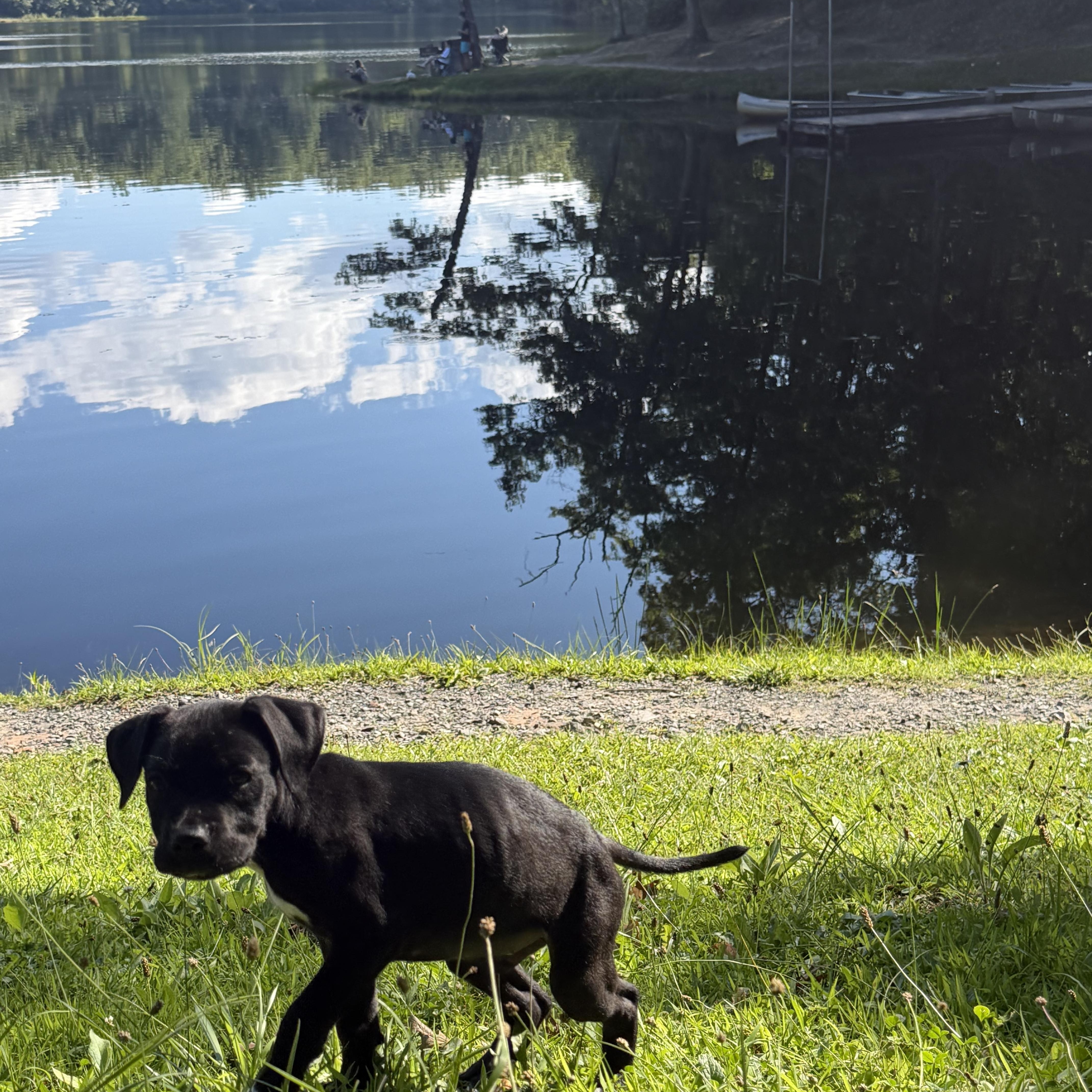Enlarge Darryl, a Adopted mixed breed in Hico, WV image 4/5