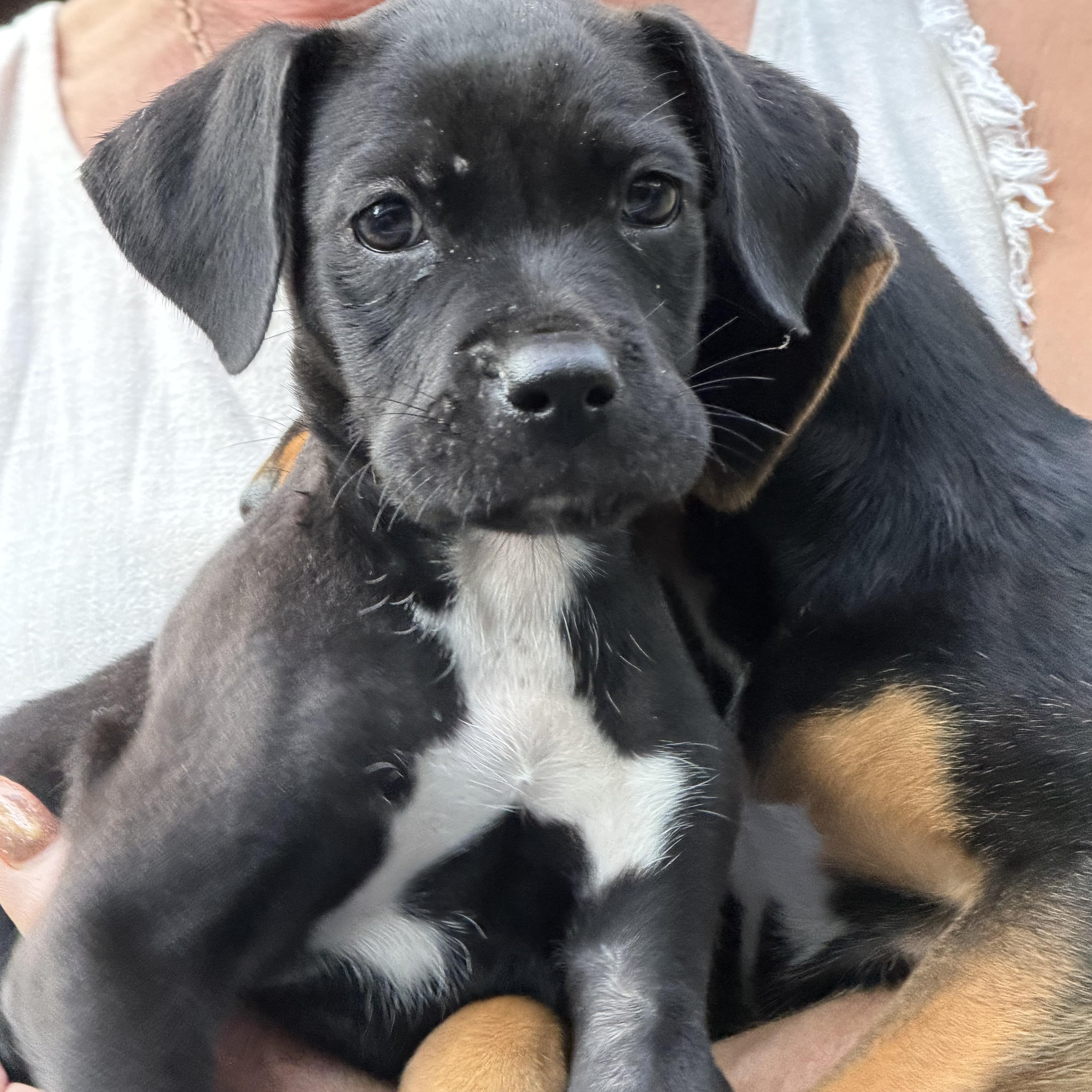 Enlarge Darryl, a Adopted mixed breed in Hico, WV image 2/5