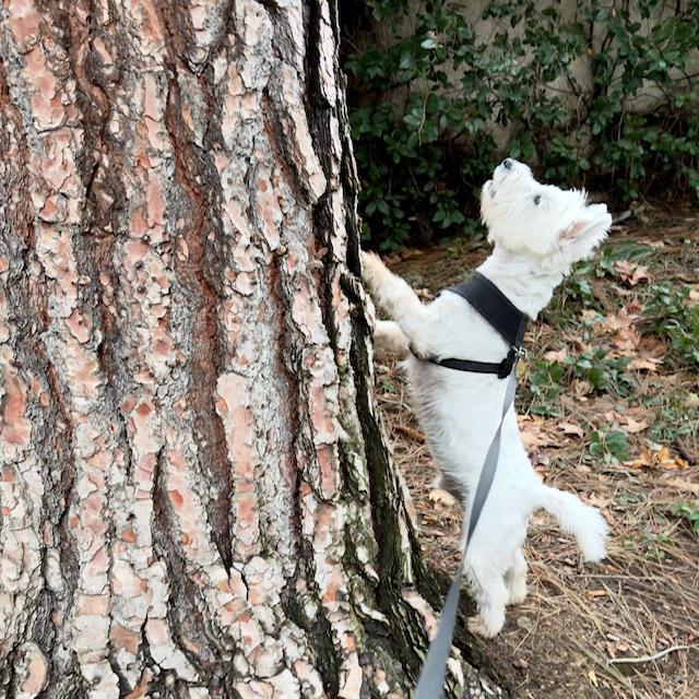 Enlarge Frankie ** Adoption Pending **, an adopted West Highland White Terrier / Westie in Huntington Beach, CA image 2/2