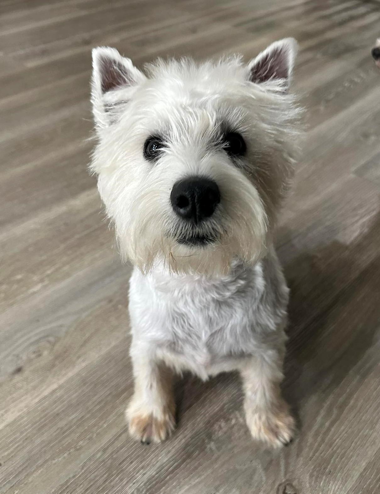 Frankie ** Adoption Pending **, ADOPTABLE, Puppy Male West Highland White Terrier / Westie.