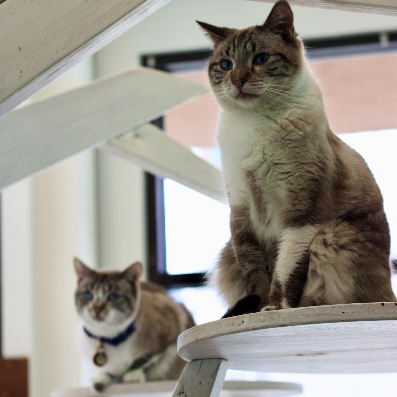 Brody - BONDED, a Adoptable mixed breed in Long Beach, CA image 3/3