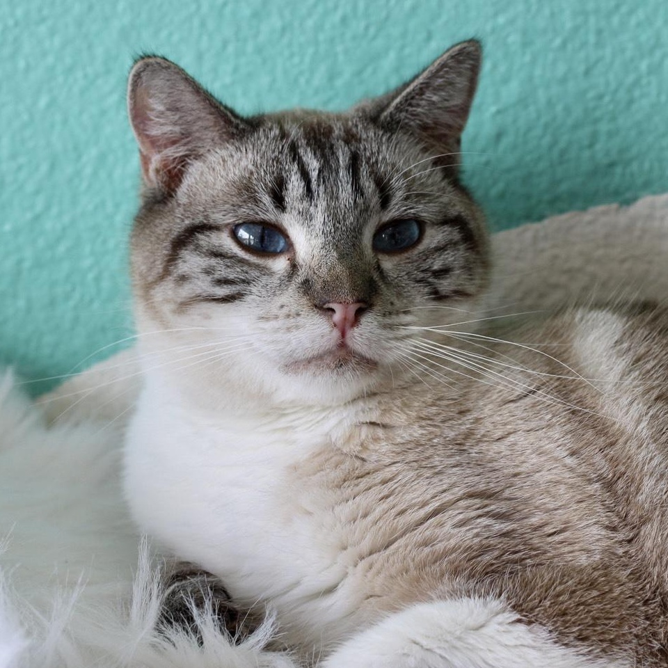 Brody - BONDED, a Adoptable mixed breed in Long Beach, CA image 2/3