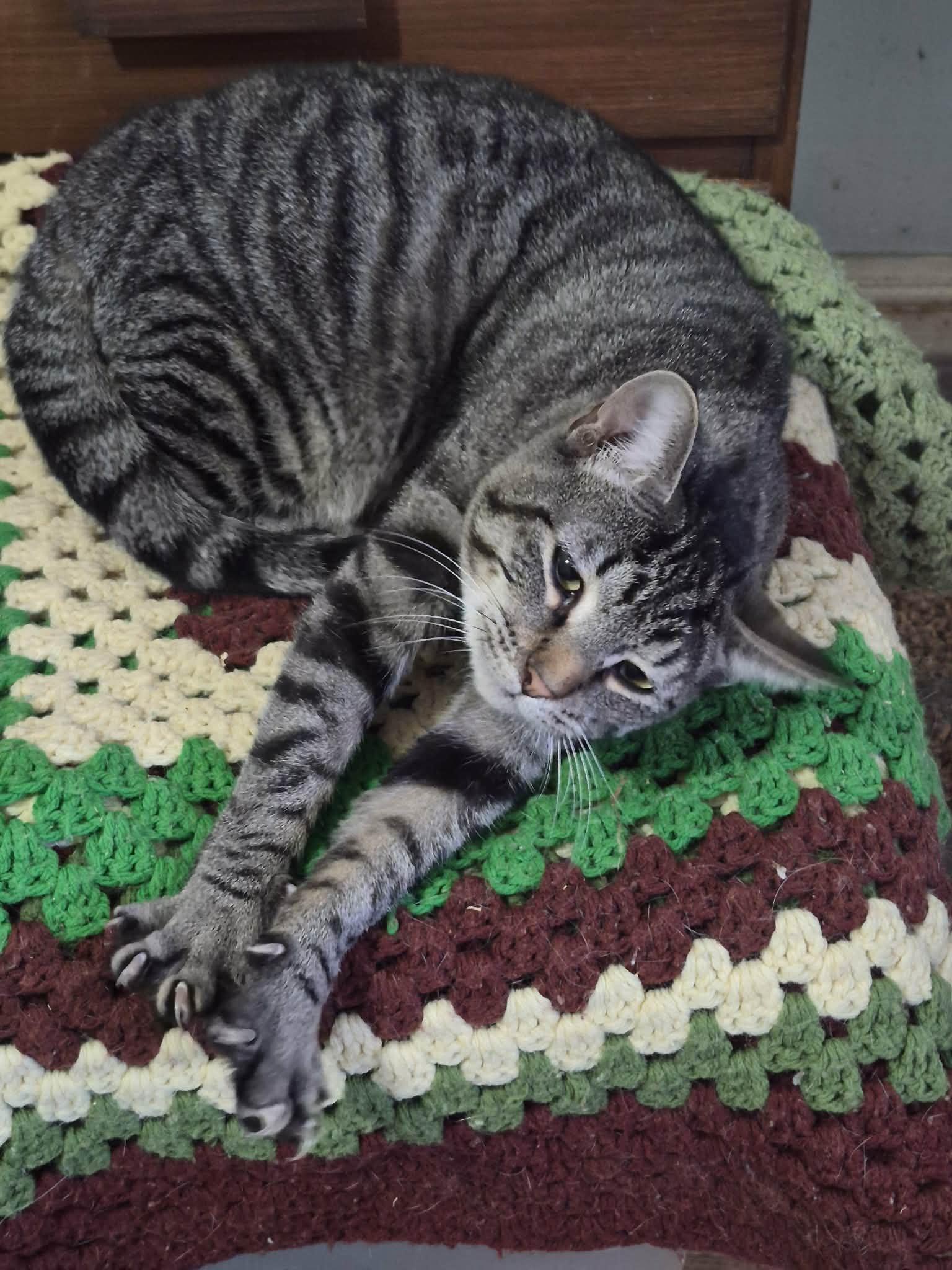 Dexter, ADOPTABLE, Young Male Domestic Short Hair.