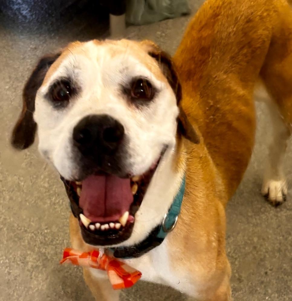 Enlarge Sherman sponsored adoption fee, a Adoptable mixed breed in Minooka, IL image 3/5