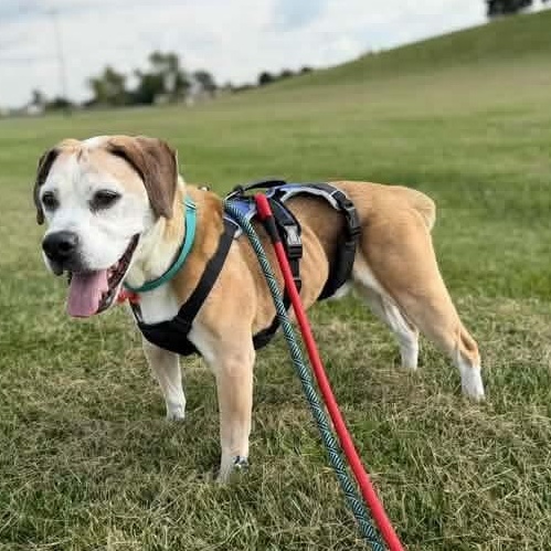 Enlarge Sherman sponsored adoption fee, a Adoptable mixed breed in Minooka, IL image 5/5