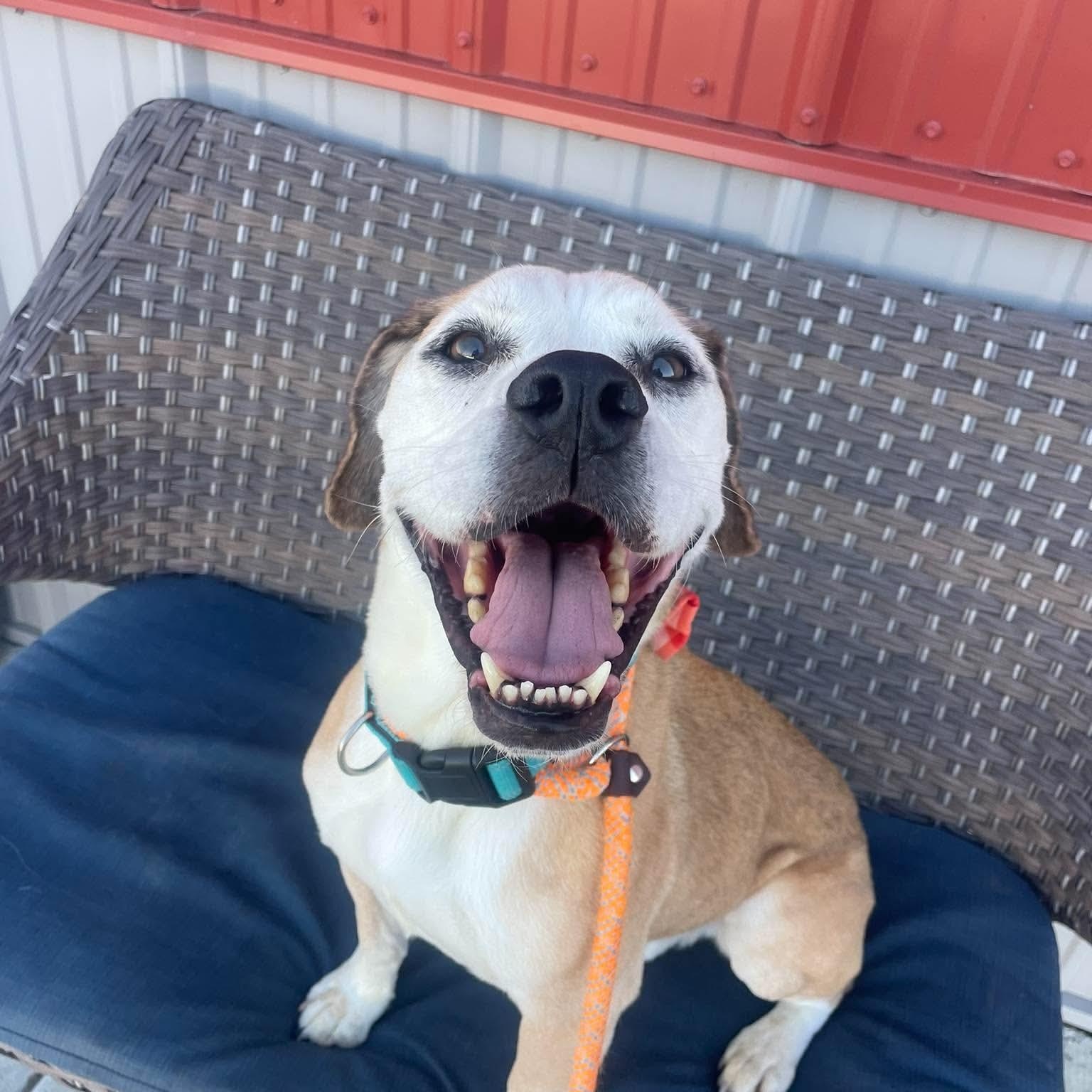 Enlarge Sherman sponsored adoption fee, a Adoptable mixed breed in Minooka, IL image 4/5