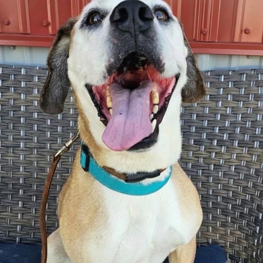 Enlarge Sherman sponsored adoption fee, a Adoptable mixed breed in Minooka, IL image 1/5