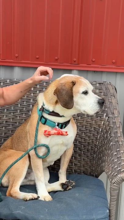 Enlarge Sherman sponsored adoption fee, a Adoptable mixed breed in Minooka, IL video 2/5