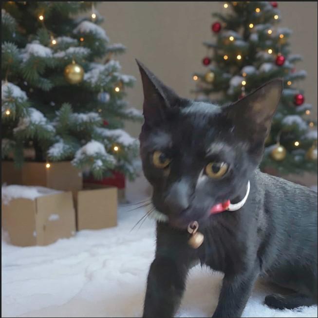 Enlarge ALEX - FFPR, an adopted Domestic Short Hair in Antioch, CA image 1/2